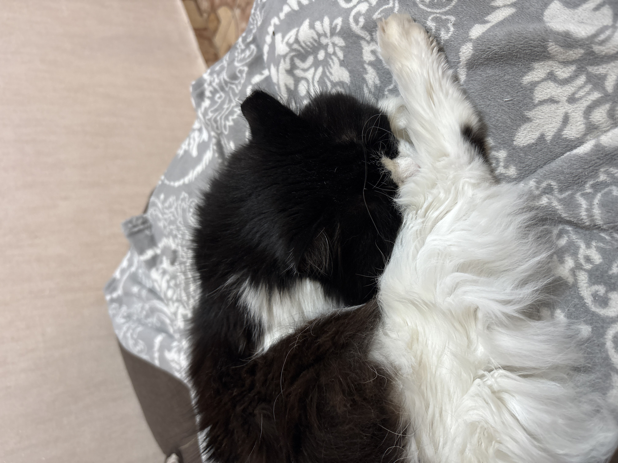 A black and white cat is curled up asleep on a gray blanket with a white floral pattern. The cat's head, mostly black, is near the top left of the frame, while its white tail extends along the right side. The blanket is on a light beige surface. The location is Прикамский, Russia.