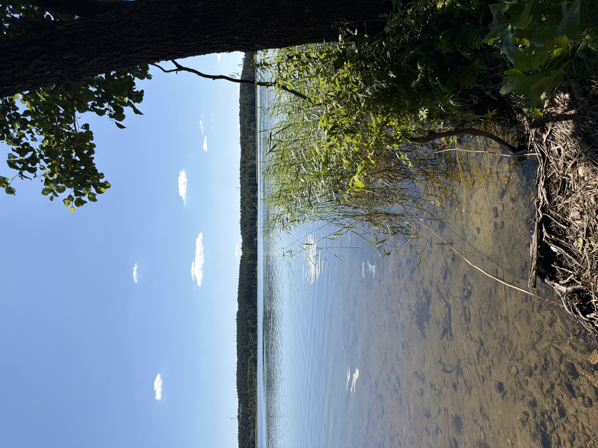 The image shows a serene lake scene with a clear blue sky dotted with a few white clouds. On the right side of the frame, a large tree trunk is partially visible, with lush green leaves extending from its branches and shading a portion of the scene. The foreground features the edge of the lake with shallow, clear water revealing a rocky and sandy bottom. Reeds and other aquatic plants grow along the shoreline, with some dry branches and roots also visible on the bank. The lake stretches out towards a distant, tree-covered shoreline under the bright sky. The overall impression is one of a tranquil natural environment on a sunny day.