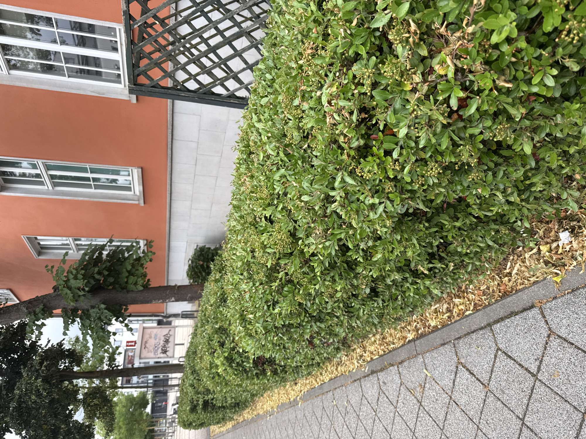 The image depicts an outdoor scene in Rathenow, Germany. The focal point is a dense, green hedge bordering a paved walkway made of grey diamond-shaped tiles. To the left of the hedge is a building with an orange facade, featuring several white-framed windows. A dark green lattice structure is visible above the building's upper windows. Further to the left, a tree trunk is prominent, with branches extending towards the building, some bearing green leaves. In the background, beyond the tree, are glimpses of other buildings and signs, one with graffiti. The overall impression is of an urban or suburban setting, likely a street or a public area, with greenery and architecture. The time of day appears to be daytime, possibly overcast given the lighting. There is no specific activity or event depicted, suggesting a static scene captured during a walk or visit. The image is taken from a slightly elevated, tilted perspective, with the hedge dominating the right side of the frame.