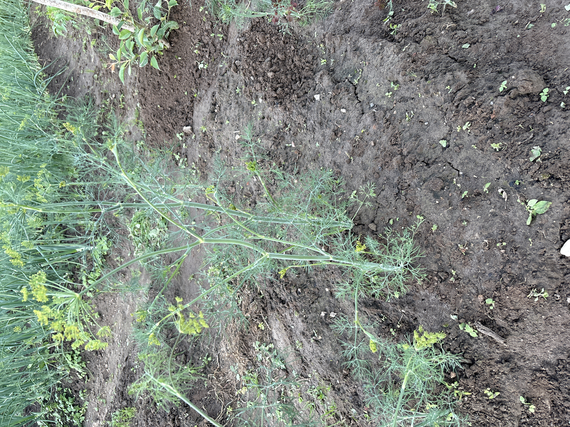 The image shows a garden bed in Відзаўскі сельскі Савет, Belarus. The focus is on a tall dill plant with yellow flowers and feathery green leaves in the foreground. The soil is dark brown and appears somewhat dry and cracked in places. There are some smaller green plants and weeds growing in the soil around the dill. In the background, there are rows of green plants, possibly onions or more dill, and a thin white pole or stake. The overall impression is a natural, outdoor scene of a cultivated garden.
