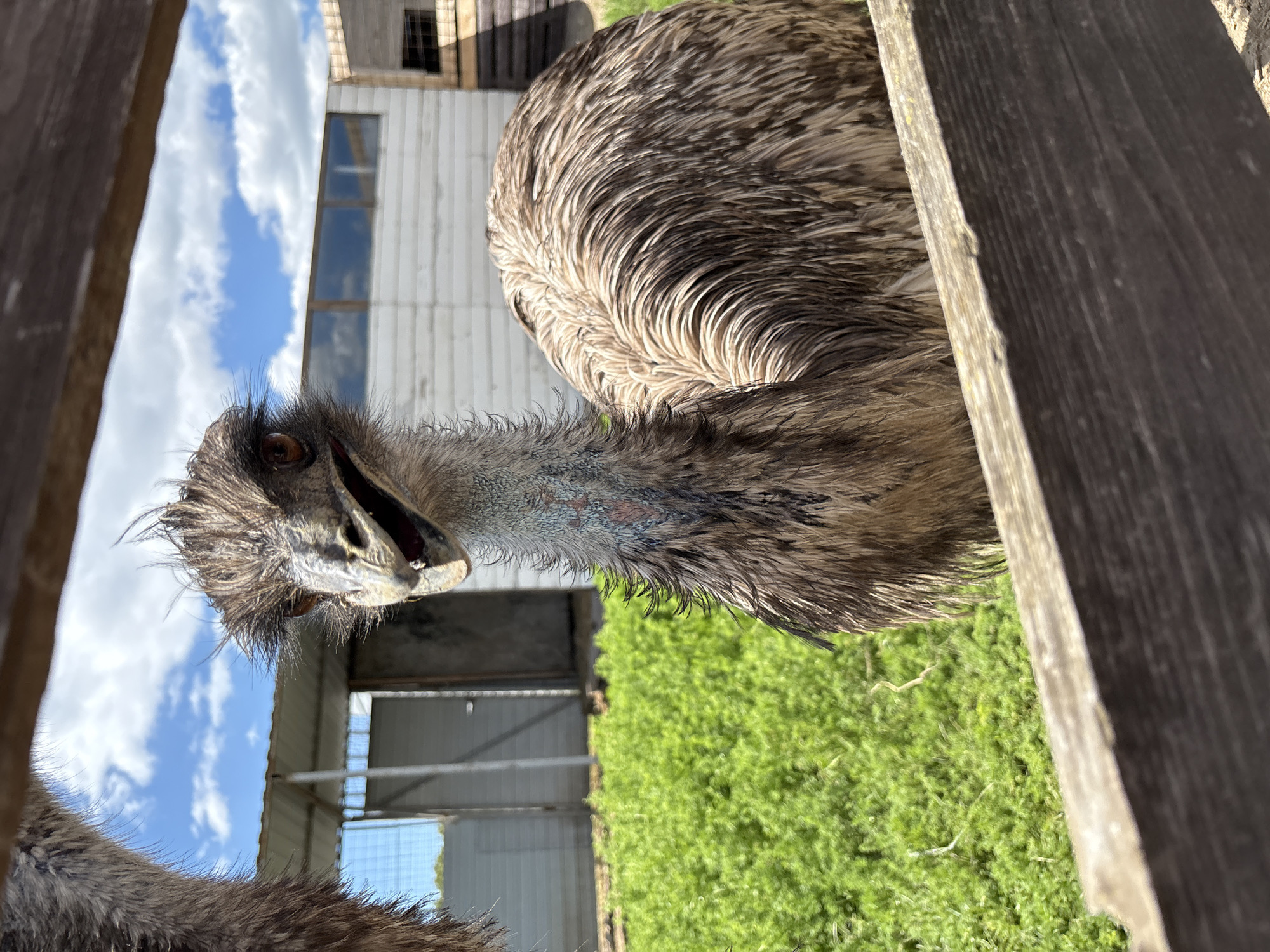 This image captures a close-up, portrait-oriented view of an emu looking directly at the camera through a wooden fence. The emu, with its shaggy brown and grey feathers, prominent dark eye, and partially open beak, dominates the center of the frame, conveying a curious or alert expression. Its long, slender neck shows patches of bluish-grey skin. Part of another emu's feathery body is visible at the bottom left.
The scene is framed by two weathered, dark wooden fence posts on the left and right. In the background, under a bright blue sky dotted with fluffy white clouds, there is a white building featuring a large window, along with another wooden structure, possibly a barn or shed. Lush green grass covers the ground behind the emu. The clear sky and strong lighting suggest it is daytime. No discernible human subjects or visible text are present. The setting appears to be an outdoor animal enclosure or farm in Gay-Kodzor, Russia.