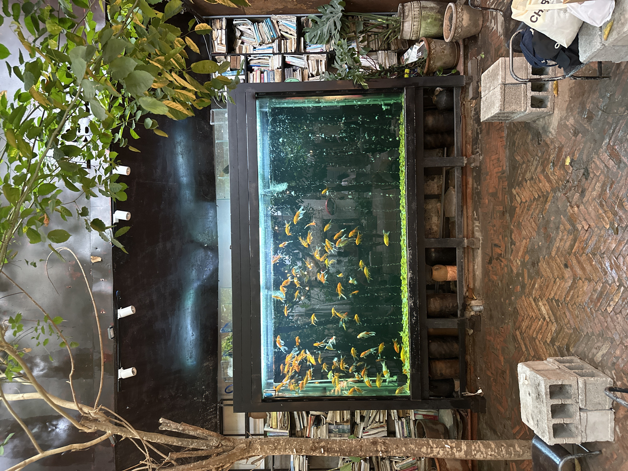The image captures an indoor setting with a prominent rectangular aquarium in the center, filled with numerous goldfish. The aquarium is framed by a dark metal structure, positioned between stacks of books. The floor is brick. The location is the city of Thủ Đức, Vietnam.
To the left of the aquarium, a dark wall with mounted light fixtures is partially obscured by foliage. To the right, there are cinder blocks and various items including a bag and potted plants. The light suggests it may be daytime.