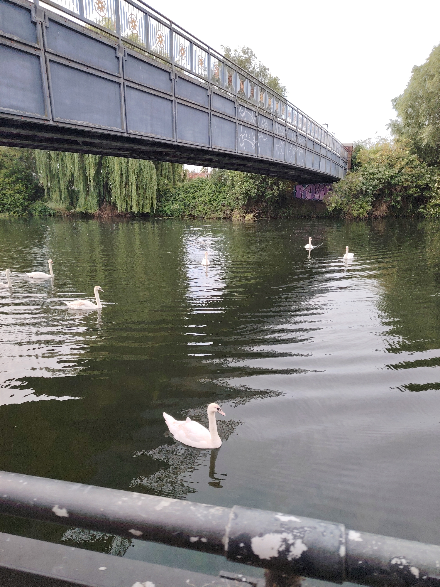 This image captures a view of the River Nene in Peterborough, United Kingdom, specifically featuring the Millennium Bridge (also known as the Charlemagne Bridge). The scene is set under an overcast sky, with the river occupying the midground and foreground, and the bridge spanning the background.
The Millennium Bridge is a dark-grey metallic structure with solid rectangular panels forming its main support. Above these panels, a railing system features decorative vertical bars interspersed with repeating circular motifs, resembling stylized suns or gears, which are light brown/gold in color. White spray-painted graffiti tags are present on the left side of the bridge structure, and a larger, purple-pink graffiti piece, appearing to read "BOOM," is visible on the bridge's support structure near the right bank.
The river water is dark, reflecting the sky and surrounding greenery, with numerous ripples created by the movement of swans. Seven white mute swans are visible on the water. One swan is prominent in the immediate foreground, partially obscured by a dark, weathered metal railing with patches of white and grey paint peeling, which runs horizontally across the bottom of the frame. Four other swans are grouped on the left side of the midground, while two more are positioned further back on the right side of the river.
Both banks of the river are heavily vegetated. The left bank is dominated by several large weeping willow trees, whose long, drooping branches and leaves extend close to the water's surface. The right bank features dense, mixed green foliage, including bushes and taller trees. No people are visible in the frame.