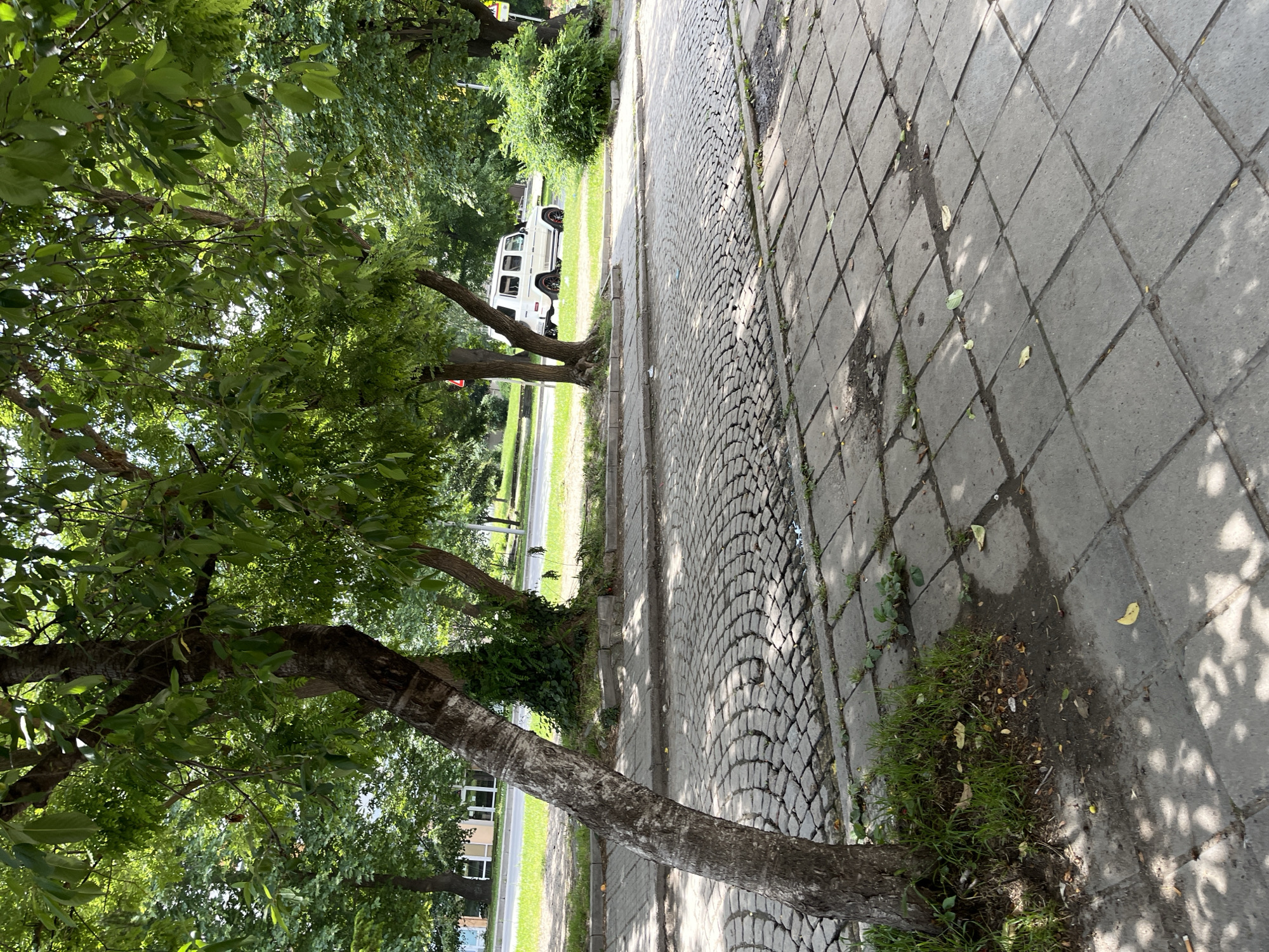 This image captures a sunlit urban street scene in Karlovo, Bulgaria, characterized by mature trees and varied ground surfaces. In the immediate foreground, a sidewalk composed of square, light-grey concrete slabs shows signs of wear, dirt accumulation, and scattered organic debris including leaves and a cigarette butt. Dappled shadows from overhead foliage pattern this surface.
On the left, a thick tree trunk with rough, light-colored bark leans slightly, originating from a patch of grass and exposed soil. A concrete curb separates the sidewalk from a section of cobblestone pavement in the midground. These grey, irregular cobblestones are laid in a distinct fan-shaped or arc pattern. Further back, another tree trunk is partially visible behind the foreground tree, amidst dense green leaves that form a canopy over the scene.
Beyond the cobblestone area, a paved road runs horizontally across the frame. A white Mercedes-Benz G-Wagen, featuring black wheels with red accents, is visible on the right side of this road, appearing stationary or moving slowly. A grassy verge and a dense green bush are situated between the road and additional trees that line the background. In the far distance on the left, partially obscured by trees, sections of light-colored buildings with prominent white window frames are discernible. The overall lighting indicates a clear, sunny day. No individuals are present in the frame.
