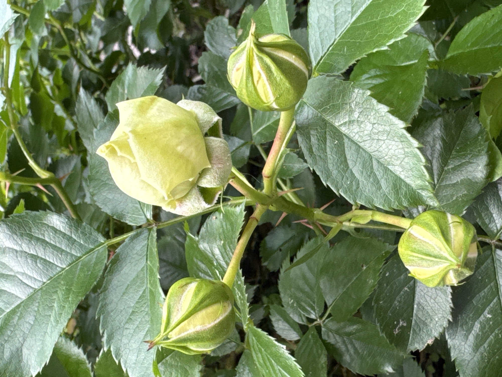This is a close-up, eye-level, outdoor shot of a rose bush in Steklyannyi, Russia. The image focuses on a light yellow rosebud at the top of the frame, surrounded by several green rosebuds. The rosebuds and the stems are covered in small, reddish-pink thorns. The background consists of lush green rose leaves. The lighting suggests it is daytime with diffused light. There are no people or animals visible in the image.