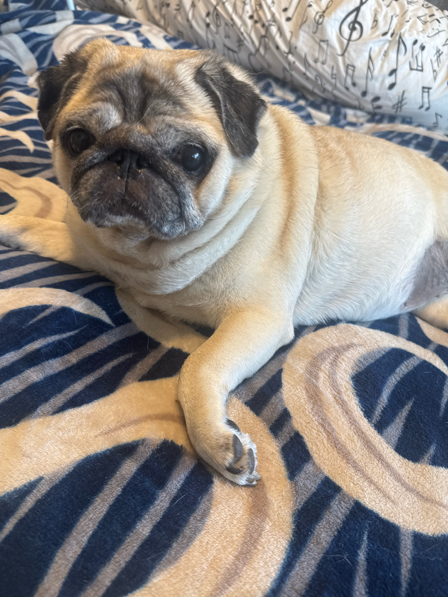 A fawn-colored pug dog is lying on a bed with a blue and beige patterned blanket. The dog is facing the camera with its head tilted slightly to the left. Its eyes are dark and round, and its nose is black. The dog's body is mostly light beige with some darker fawn markings around its face and ears. The blanket has a swirling pattern of dark blue and light beige stripes. In the background, a pillow with a musical note pattern is visible. The scene appears to be indoors, likely in a bedroom.