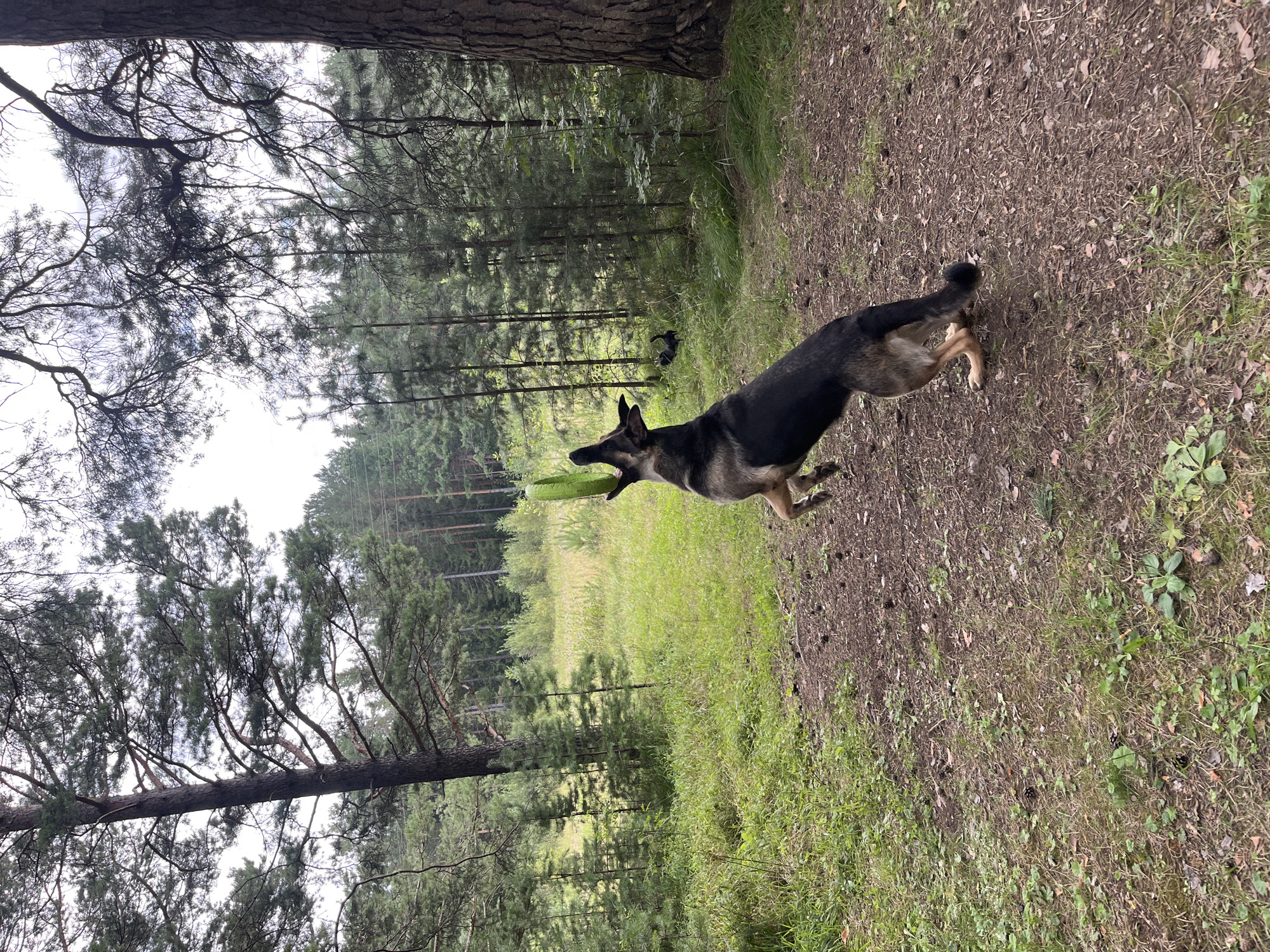 A German Shepherd dog is captured mid-air, jumping to catch a frisbee in a forest clearing. The dog, mostly black and tan, is positioned in the center of the frame, facing left, with its mouth open as it attempts to grab the green frisbee. Its hind legs are extended downwards, and its front paws are off the ground. The environment is a forest with tall pine trees surrounding the clearing, which is covered in dirt and sparse grass. A smaller black dog is visible in the background, observing the action. The sky is overcast, suggesting a cloudy day. The scene is consistent with an outdoor recreational area in the city of Nizhny Tagil, Russia, possibly a park or a wooded trail.