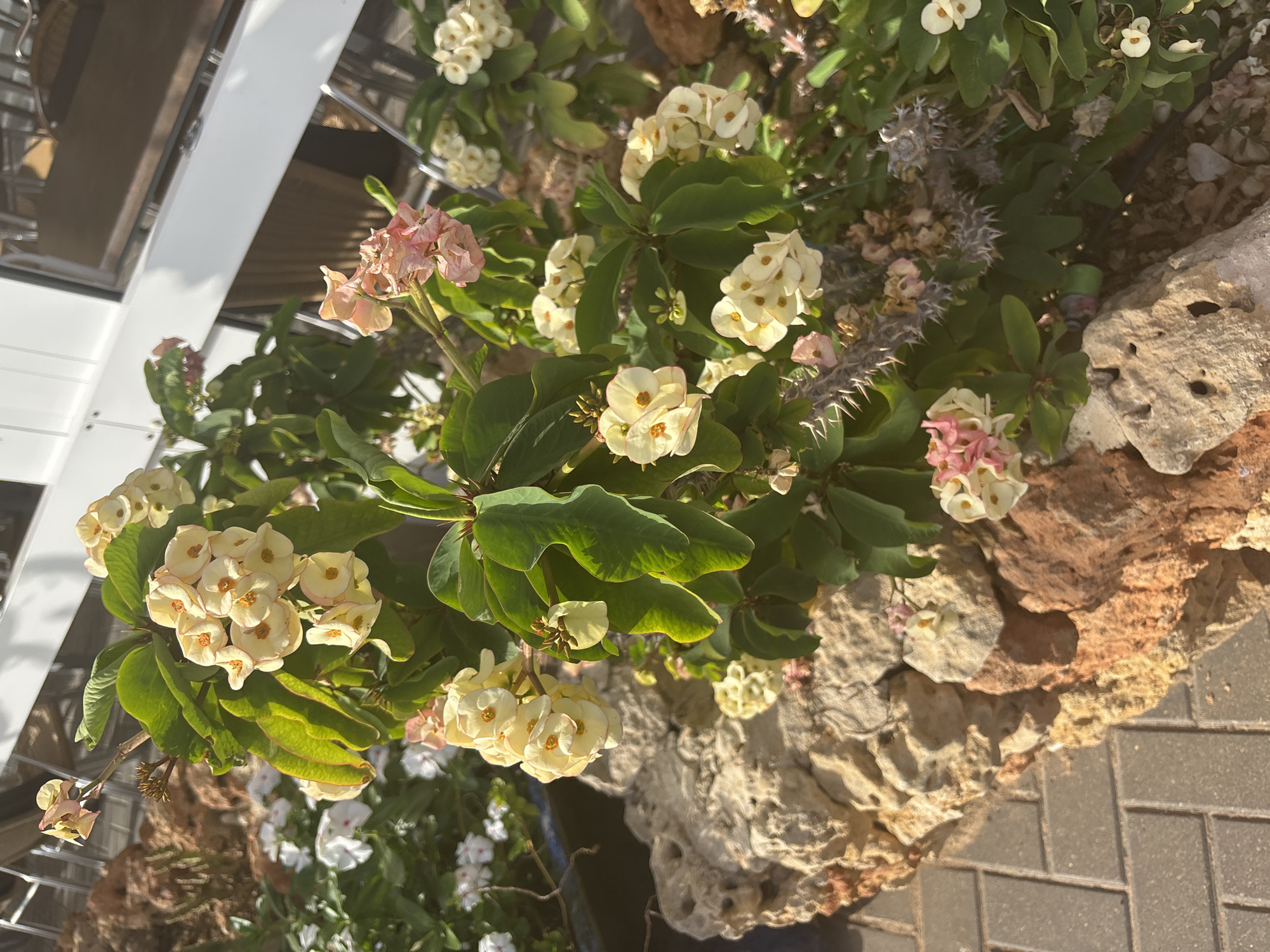 In the city of Unknown, Unknown, an outdoor scene captures a close-up of a flowering plant with clusters of pale yellow and pink blossoms. The plant has thick, green leaves and thorny stems, suggesting it might be a succulent or a similar species adapted to arid conditions. It is positioned in front of a large, rough-textured rock formation with a reddish-brown hue. Behind the plant and rock, a paved walkway made of gray rectangular bricks is visible. In the background, there are glimpses of white flowers, possibly in planters, and a modern structure with white panels and windows, indicating an urban or landscaped environment. The lighting suggests it is daytime, with sunlight casting shadows and highlighting the textures of the plants and rocks.