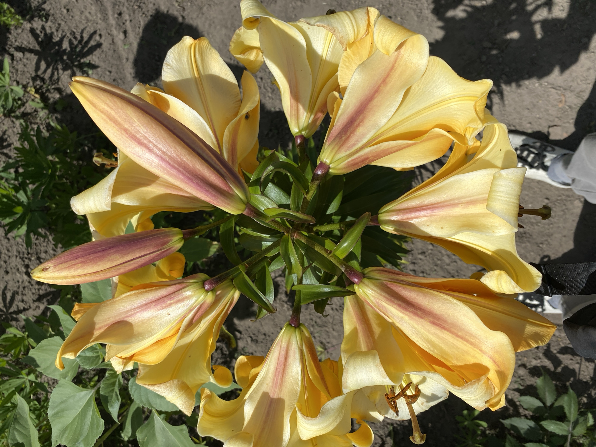 A high-angle, close-up shot showcases a cluster of bright yellow lilies with pink streaks on their petals. The flowers are arranged in a circular pattern, with several blooms partially opened and a few buds still closed. The stems and leaves of the lilies are a vibrant green, contrasting with the dry, dark soil that forms the background. Shadows from the lilies and surrounding foliage are cast across the ground. In the lower portion of the image, a person's feet are visible, wearing grey pants and white sneakers with black laces. The context of Buk, Poland, is not discernible from the visual information presented in the image.