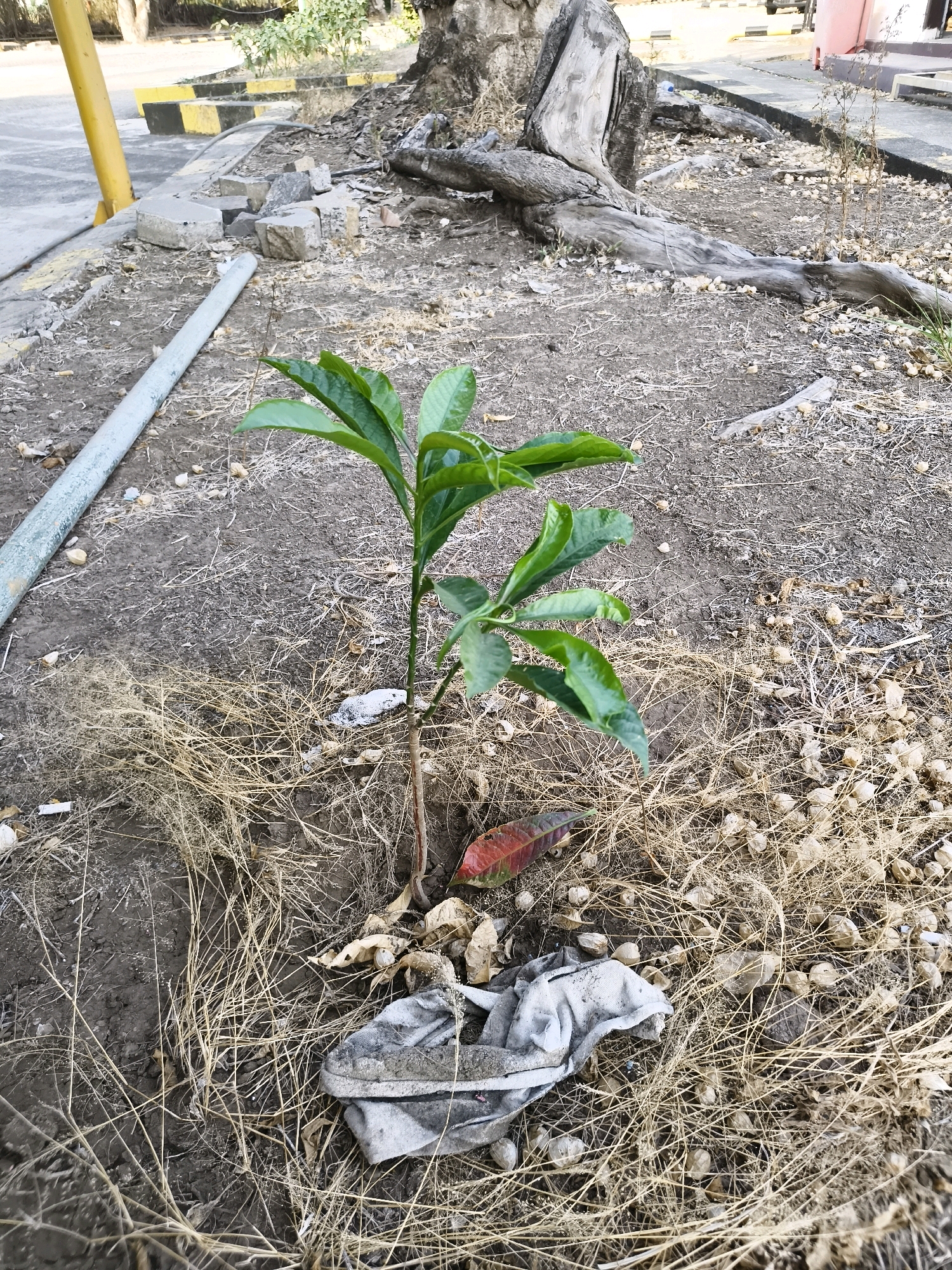 A sapling with vibrant green leaves stands in dry, dusty soil at the base of a large, dead tree stump. The ground is littered with dried grass, small pebbles, and debris, including a piece of torn white cloth and a single red leaf. In the background, broken concrete blocks and a yellow and black striped concrete barrier are visible. A metal pipe runs diagonally across the lower left of the frame. The scene appears to be in an outdoor urban environment, possibly a park or roadside area in Salira, Indonesia, characterized by sparse vegetation and signs of neglect.