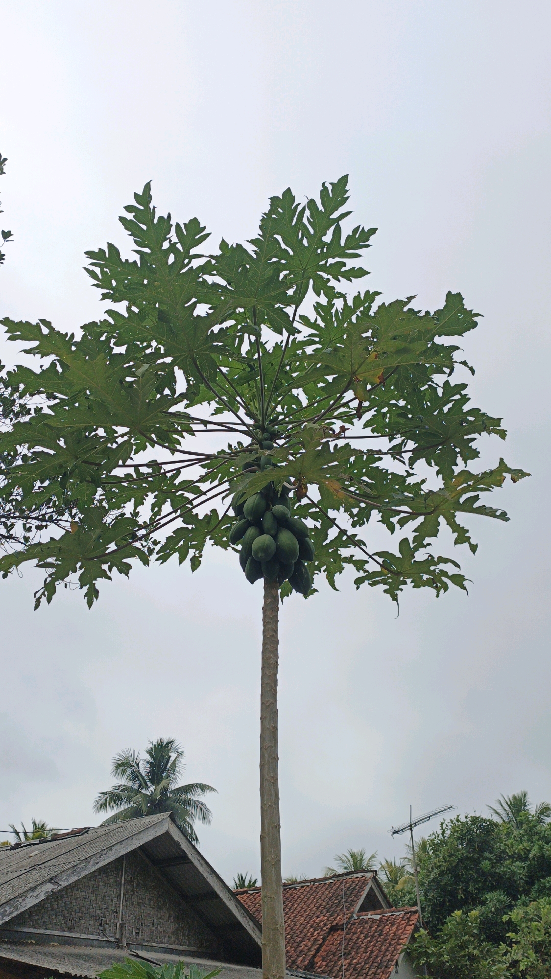 A tall, slender papaya tree laden with green fruit dominates the center of the image against an overcast sky. Its large, lobed green leaves spread outwards from the top of the trunk. Below the tree, the roofs of several houses are visible, constructed with traditional materials like woven bamboo and red tiles. Coconut palm trees can be seen behind the houses, their fronds reaching upwards. The scene appears to be set in a residential area in Ciliang, Indonesia, characterized by a tropical environment and a cloudy, subdued daylight. There are no people or animals present in the image. The overall impression is one of a rural or semi-urban tropical setting under a cloudy sky.