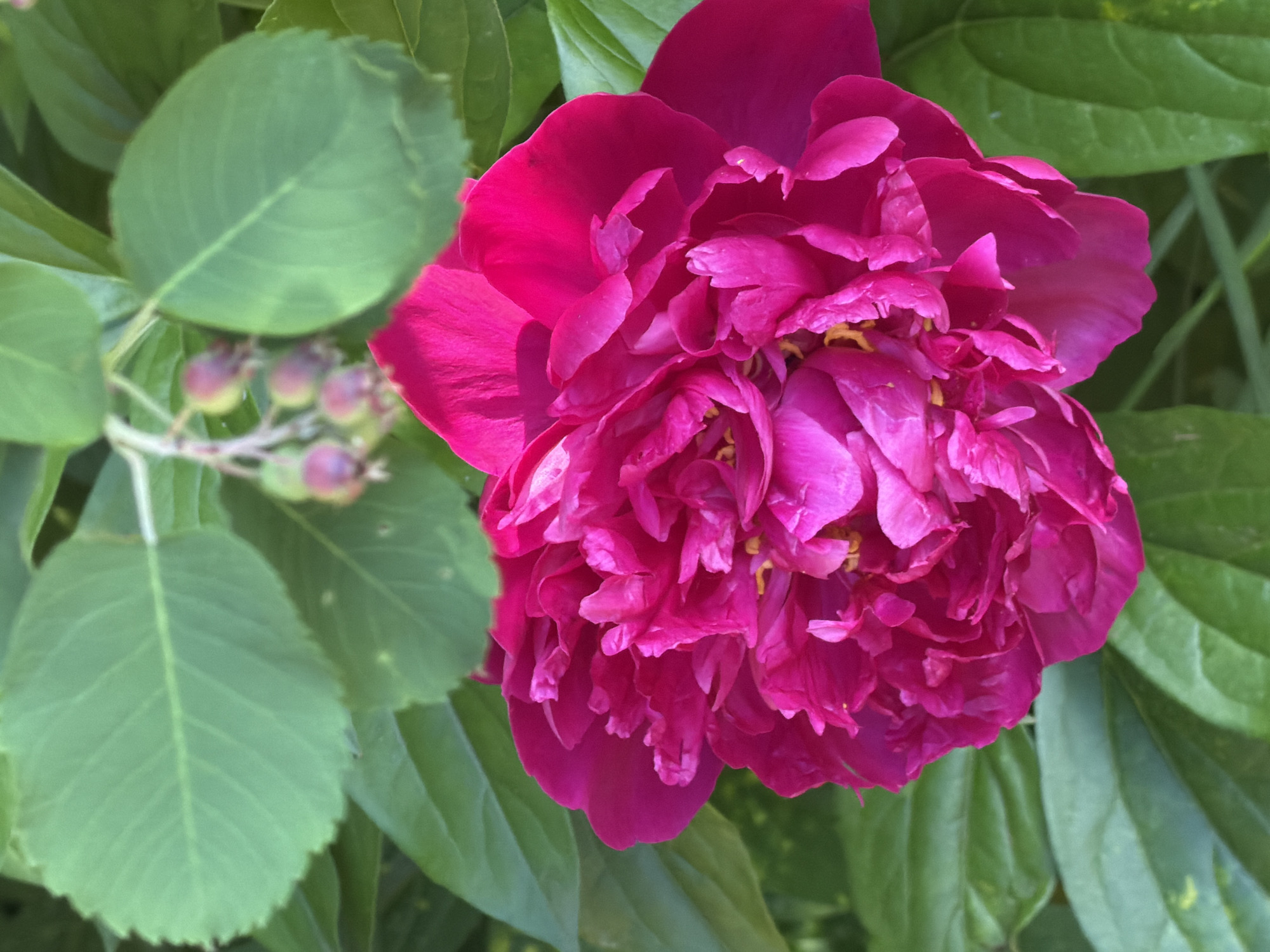 The image displays a close-up of a vibrant pink peony flower in full bloom, surrounded by lush green foliage. The peony is the central subject, its ruffled petals creating a dense and textured bloom. Hints of yellow stamens are visible in the heart of the flower. To the left of the peony, a cluster of small, unripe berries or seed pods are visible on a slender stem, along with a few broad, serrated green leaves. The background is filled with the soft green hues of more leaves, suggesting a garden or natural outdoor setting. The lighting appears to be natural daylight, likely mid-day given the bright illumination of the flower. There is no visible text in the image. The scene evokes a sense of natural beauty and the peak of the blooming season. The overall impression is one of vibrant color and organic growth.