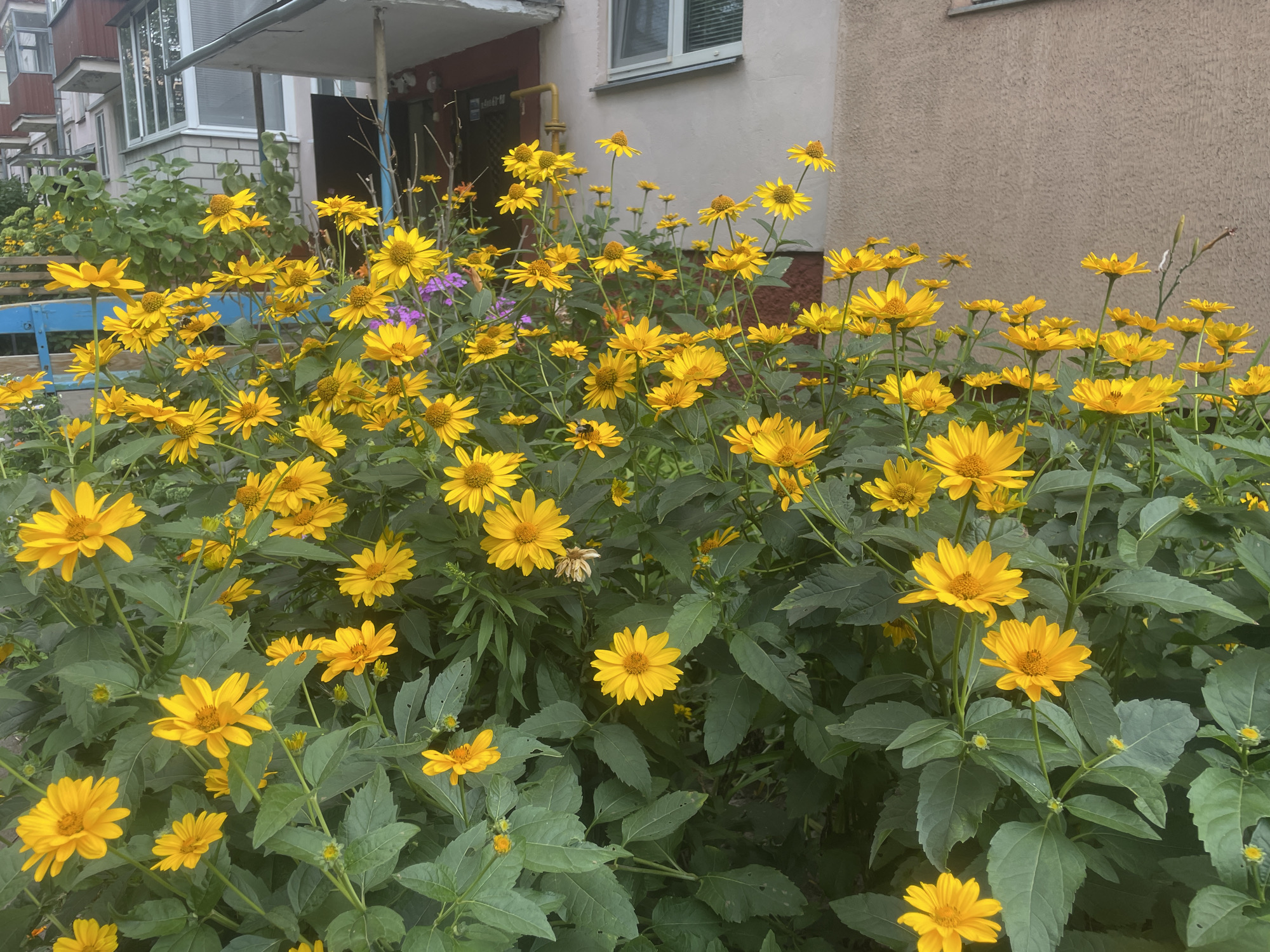 In the city of Homyel, Belarus, a cluster of bright yellow flowers, likely Jerusalem artichokes, is in full bloom in front of a multi-story building with beige and pink facades. The flowers, with their daisy-like petals and dark centers, are densely packed, creating a vibrant display. Interspersed among the yellow blooms are a few small purple flowers, adding a touch of contrast. The building features balconies with grey railings and windows with horizontal blinds. A blue metal bench is visible to the left of the flowers, suggesting a public or residential area. The scene is captured from a low angle, emphasizing the abundance of the flowers.