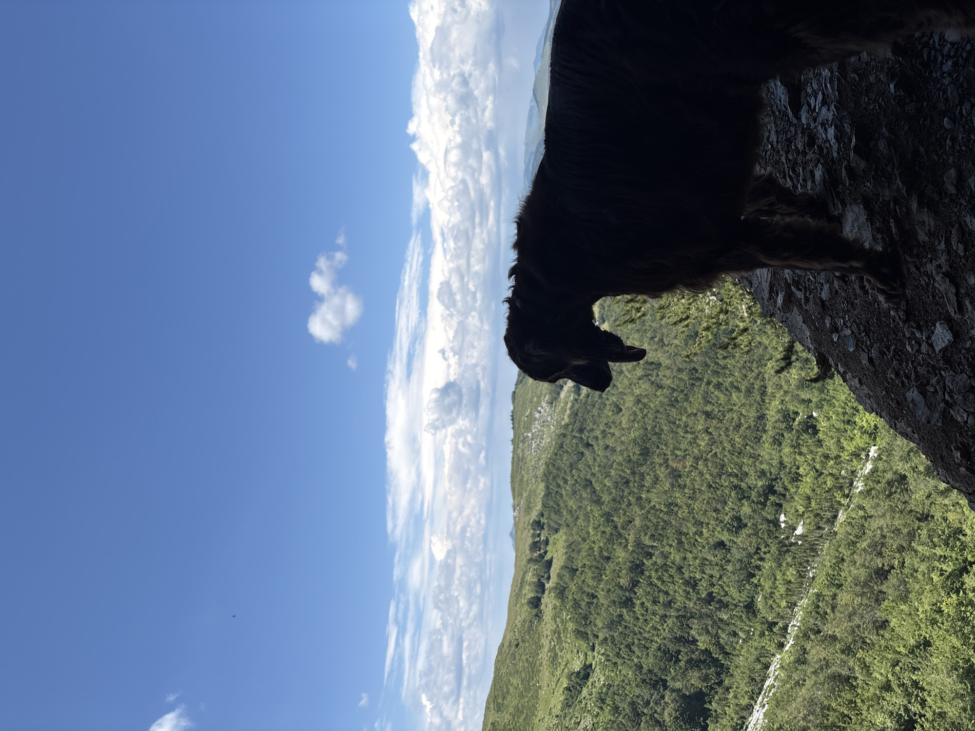 A dark-colored dog stands on a rocky ledge, silhouetted against a bright blue sky with scattered white clouds. The dog's head is turned to the left, with its tongue hanging out slightly. Below the ledge, a lush green forest covers rolling hills, stretching into the distance. The scene appears to be in Katun Vulića, Montenegro, a mountainous region known for its natural beauty.