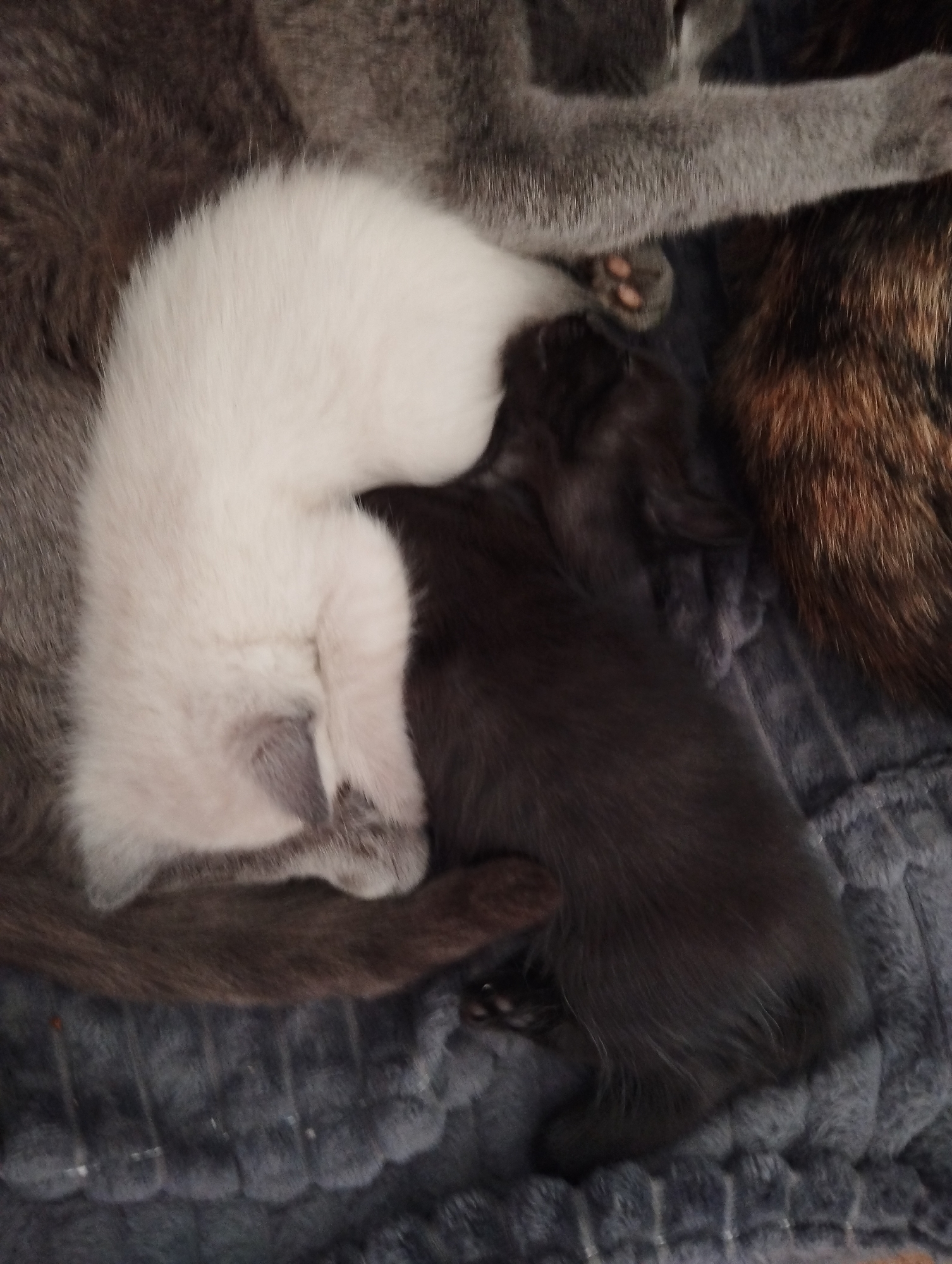 The image shows several cats lying together on a grey, textured blanket. A white kitten is curled up next to a black kitten. Above them, there is a grey cat and a cat with brown and black fur. The image does not provide any information about the location.