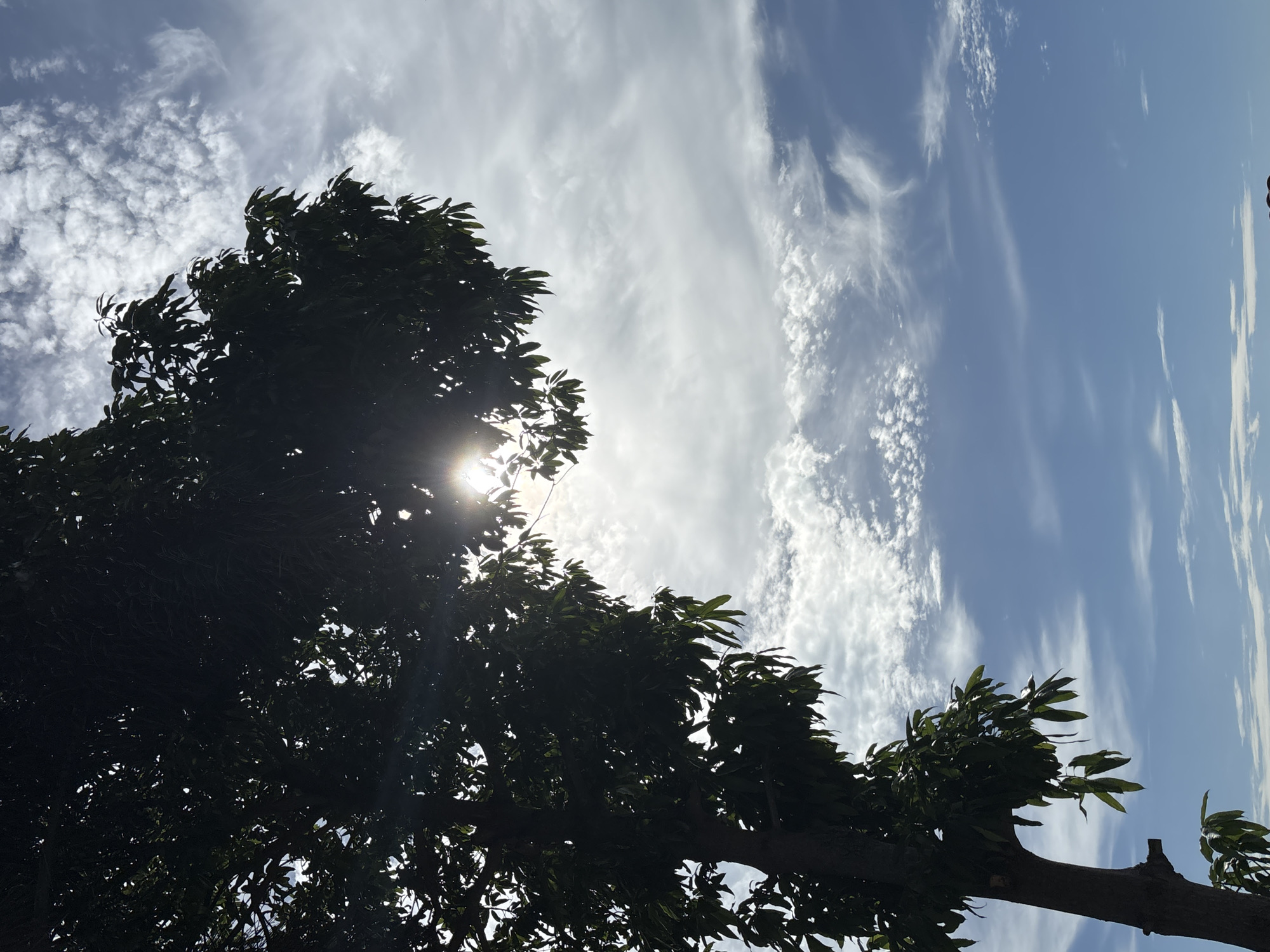 A silhouette of a tree with dark green leaves frames the left side of the image. The sun is peeking through the leaves in the upper center of the frame, creating a lens flare effect. The sky is a gradient of blue, with scattered white clouds. The bottom right corner of the image shows the tops of a few people's heads, suggesting they are outdoors. The scene appears to be set in a natural environment, possibly a park or a garden, in บ้านบางรักษ์, Thailand.