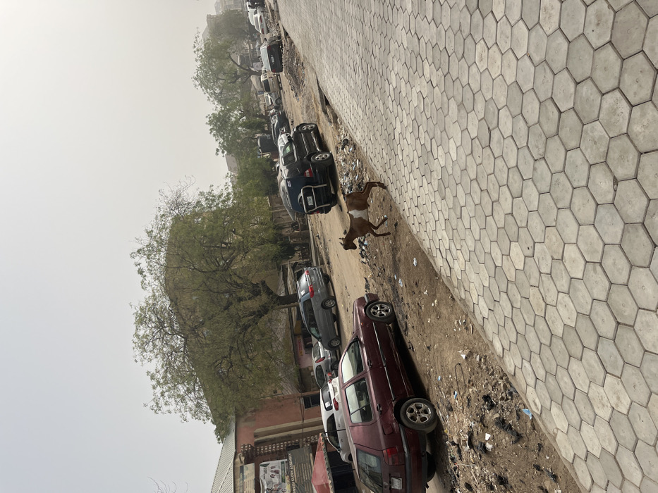 The scene is located in Sabon Gari East, Nigeria. It depicts a daytime street environment under a hazy, light grey sky.
In the foreground, a light grey hexagonal paver sidewalk occupies the right side of the image, ascending towards the upper right. Immediately adjacent to the sidewalk, a dirt shoulder exhibits loose soil and scattered refuse. A two-toned goat, primarily brown with a distinct white mid-section, is depicted in mid-stride, moving rightward across this dirt area.
To the left of the goat, a dark red Volkswagen Golf station wagon is parked on the dirt shoulder, facing right. Further into the scene, an unpaved or heavily worn road surface, characterized by dust and numerous depressions, hosts an array of parked vehicles. These vehicles include a dark SUV/minivan with a rear-mounted spare tire, a silver minivan, and several other sedans and minivans of varying colors, predominantly dark or light grey.
The background features a multi-story building with a reddish-brown exterior and a green awning on the far left, displaying a partial sign for "PREM GLORY ASSEMBLY". Multiple large trees with green leaves are dispersed throughout the scene, partially obscuring additional structures in the distance. No human subjects are visible.
