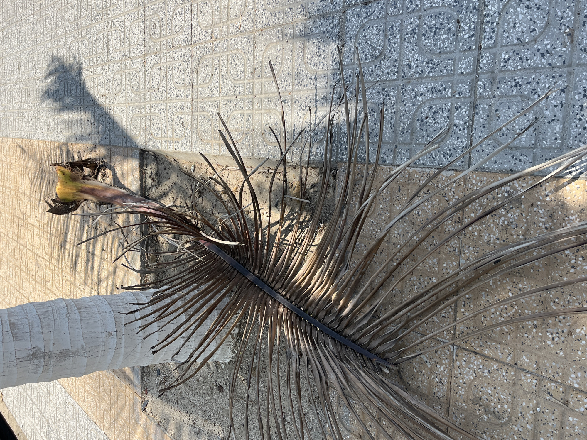 The image presents a ground-level outdoor scene in Bac Nha Trang Ward, Vietnam, illuminated by strong direct sunlight. A pale, textured palm tree trunk, possibly whitewashed, occupies the mid-left portion, rising from a sparse patch of light brown sand and soil.
On the ground, primarily to the right of the tree's base, rests a large, dried palm frond. This frond is dark brown with a distinct central rachis and numerous long, thin, desiccated leaflets fanning outward, extending from the sandy patch onto the paved surface. Near the base of the tree and to the right of the main trunk, a thicker, yellowish-green stump of a recently detached palm frond lies partially buried in the sand.
The ground surface is divided into two types of speckled aggregate paving tiles. On the left and directly surrounding the tree's base, the tiles are light brown or tan. To the right, a distinct straight line separates these from grey and white speckled tiles, which feature a repeating grid pattern with rounded corners. Both tile types exhibit a visible granular texture.
Sharp, dark shadows, consistent with the overhead foliage of palm trees, are cast across the grey and white tiled pavement on the right side of the frame. No individuals, animals, or active interactions are visible.