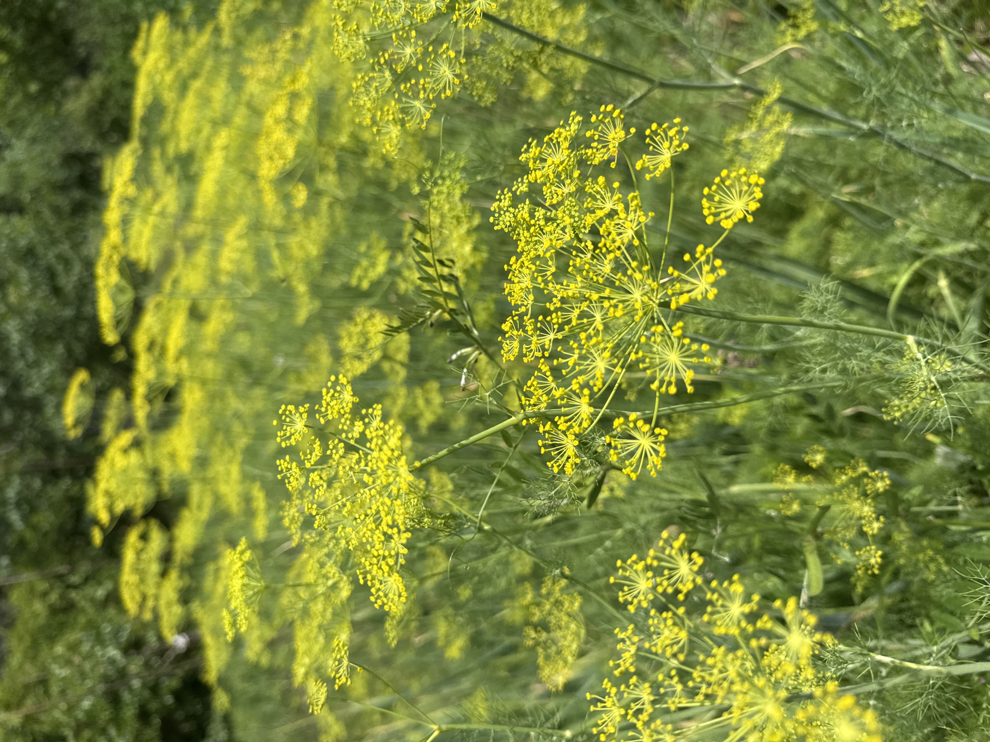 The image shows a close-up, slightly blurred view of flowering dill plants in a field. The dill flowers are small and yellow, clustered in umbels. The background is out of focus, showing green foliage and trees, suggesting an outdoor, natural setting. The location is identified as Мичуринское, Russia. There are no people or animals visible in the image, and no specific actions or interactions are depicted. The scene is a snapshot of the flora in a rural or natural environment.