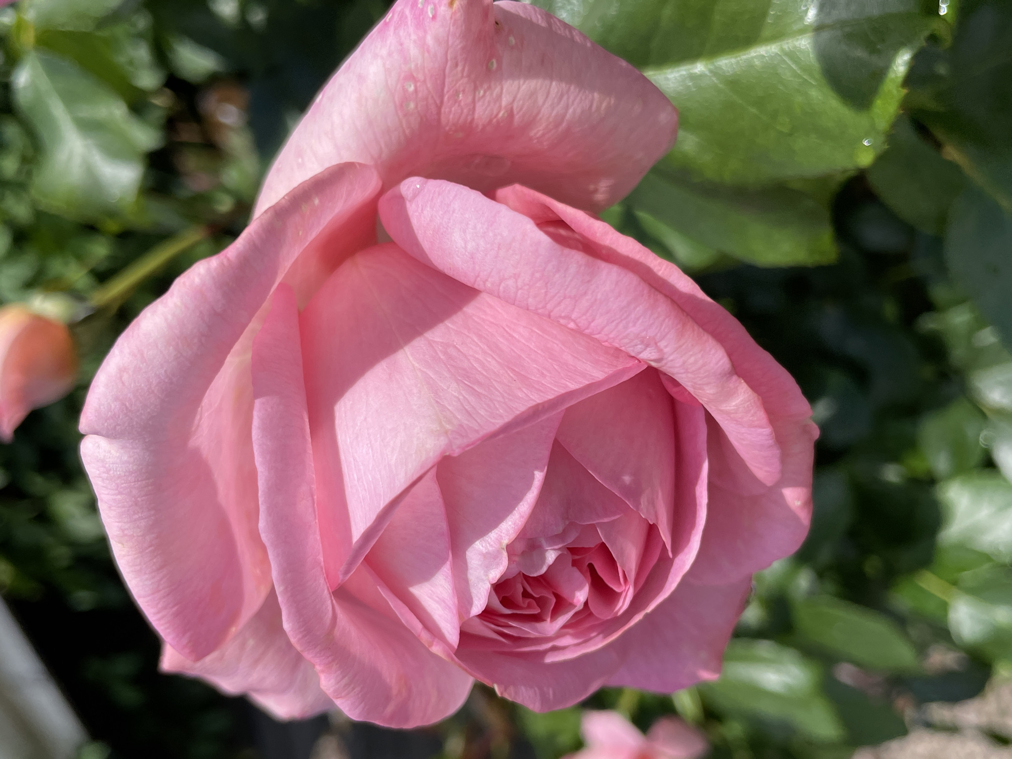 A close-up, low-angle, natural light photograph shows a fully bloomed pink rose in the foreground, with its petals unfurling. The rose is vibrant and detailed, with delicate textures and subtle variations in shade. The background is a blur of green foliage, suggesting a garden setting. A small, out-of-focus pink bud is visible to the left of the main rose. The scene appears to be in Solov'evka, Russia, likely within a private garden or park, given the focus on the single blooming flower. The lighting is bright, indicating a sunny day, and the overall impression is one of natural beauty and tranquility.