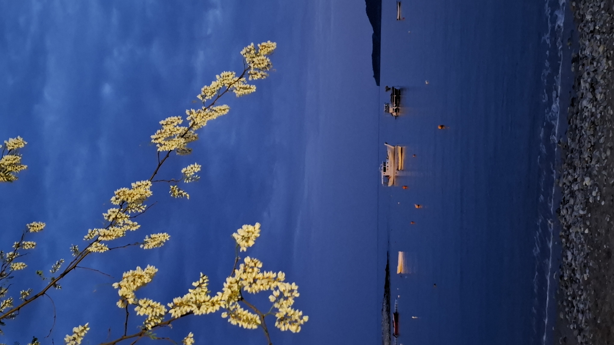 A serene coastal scene is depicted at dusk or dawn, with a tranquil ambiance. In the upper left and extending across the top, branches bearing numerous small, light-colored flowers, likely yellow or white, are silhouetted against a deep, dark blue sky that shows faint cloud formations.
The mid-ground features a calm body of dark blue water, characteristic of the Adriatic Sea near Budva, Montenegro. Several boats of various sizes are scattered across the water, with some displaying illuminated lights that cast warm reflections on the surface. A few orange buoys are also visible.
Towards the lower right of the frame, a dark, pebbled beach stretches along the waterline, where gentle waves create subtle white foam. In the distant background, a dark, indistinct landmass or mountains rise subtly from the horizon where the water meets the sky on the right. The low, warm light on the boats contrasts with the deep blue hues of the sky and water, indicating either late evening twilight or very early morning before sunrise. There is no visible text in the image.