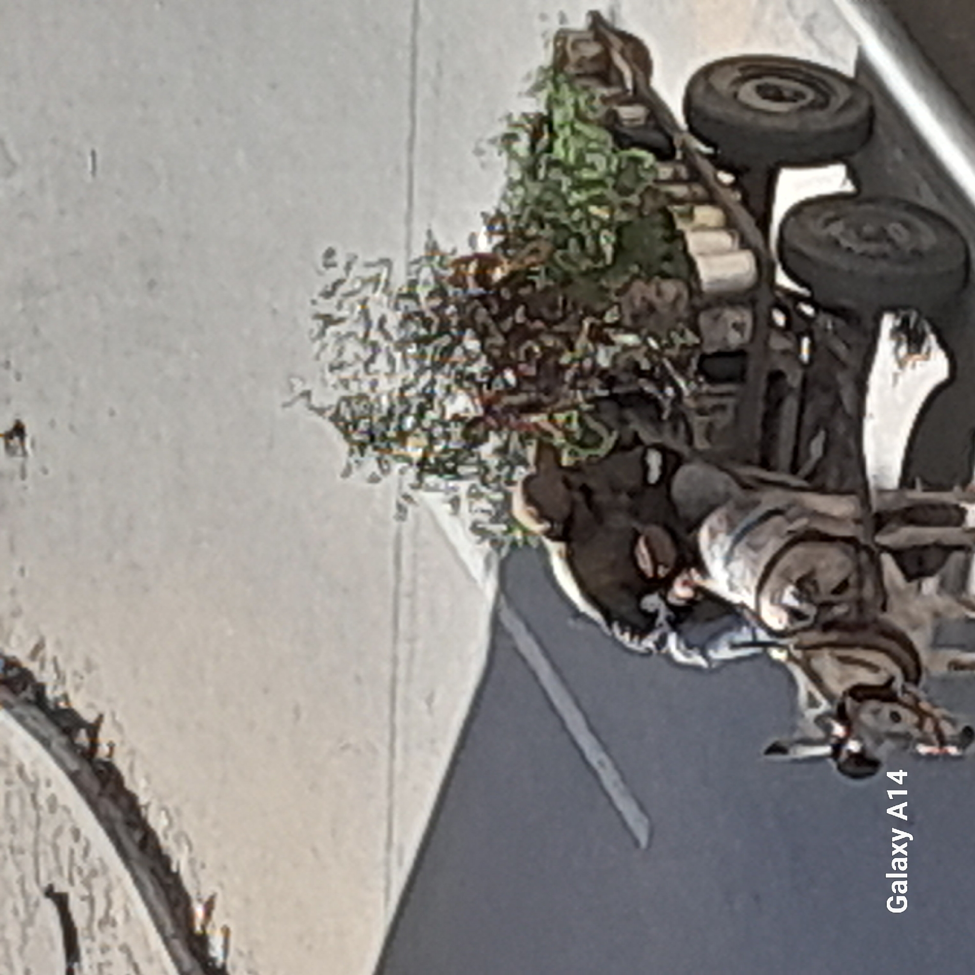 In Khan Yunis, Palestinian Territories, two individuals are seen on a cart pulled by a donkey. One person, appearing to be a man, is seated on the cart, while another individual, possibly also a man, is standing. The cart is laden with numerous potted plants. The scene takes place on a paved surface, likely a road, with a slight incline. The lighting suggests it is daytime. A portion of a wall or barrier is visible in the upper left of the image. The text "Galaxy A14" is overlaid in the lower left corner.
