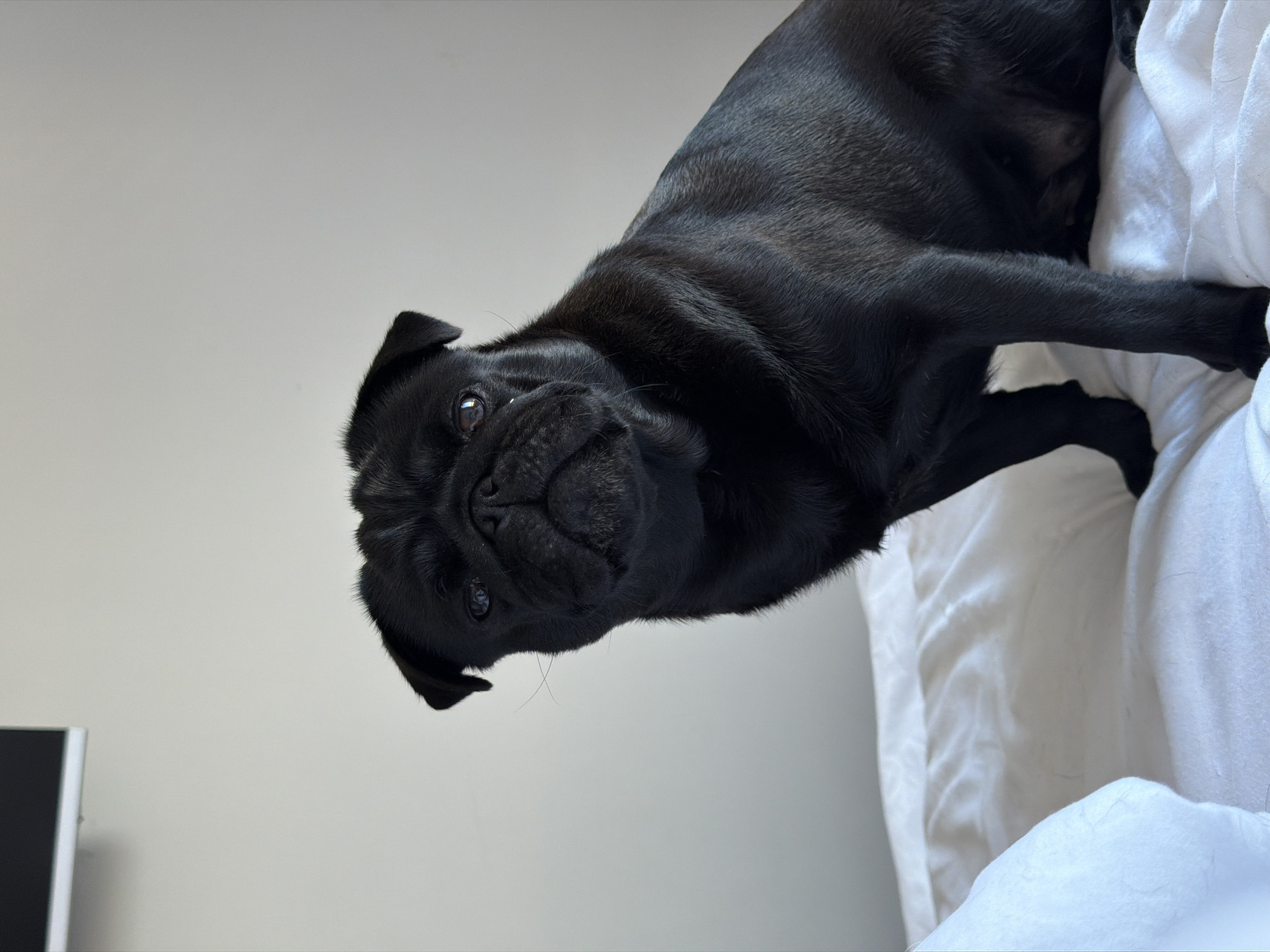 A black pug dog is sitting on a white duvet. The dog is facing the camera with its head tilted slightly to the left. Its eyes are dark and its snout is wrinkled. The background is a plain, off-white wall. A black rectangular object is visible in the upper left corner of the image, possibly a television or a framed picture. The lighting is soft and natural, suggesting the image was taken indoors during the daytime. The overall atmosphere is calm and relaxed. The location is not provided in the image.