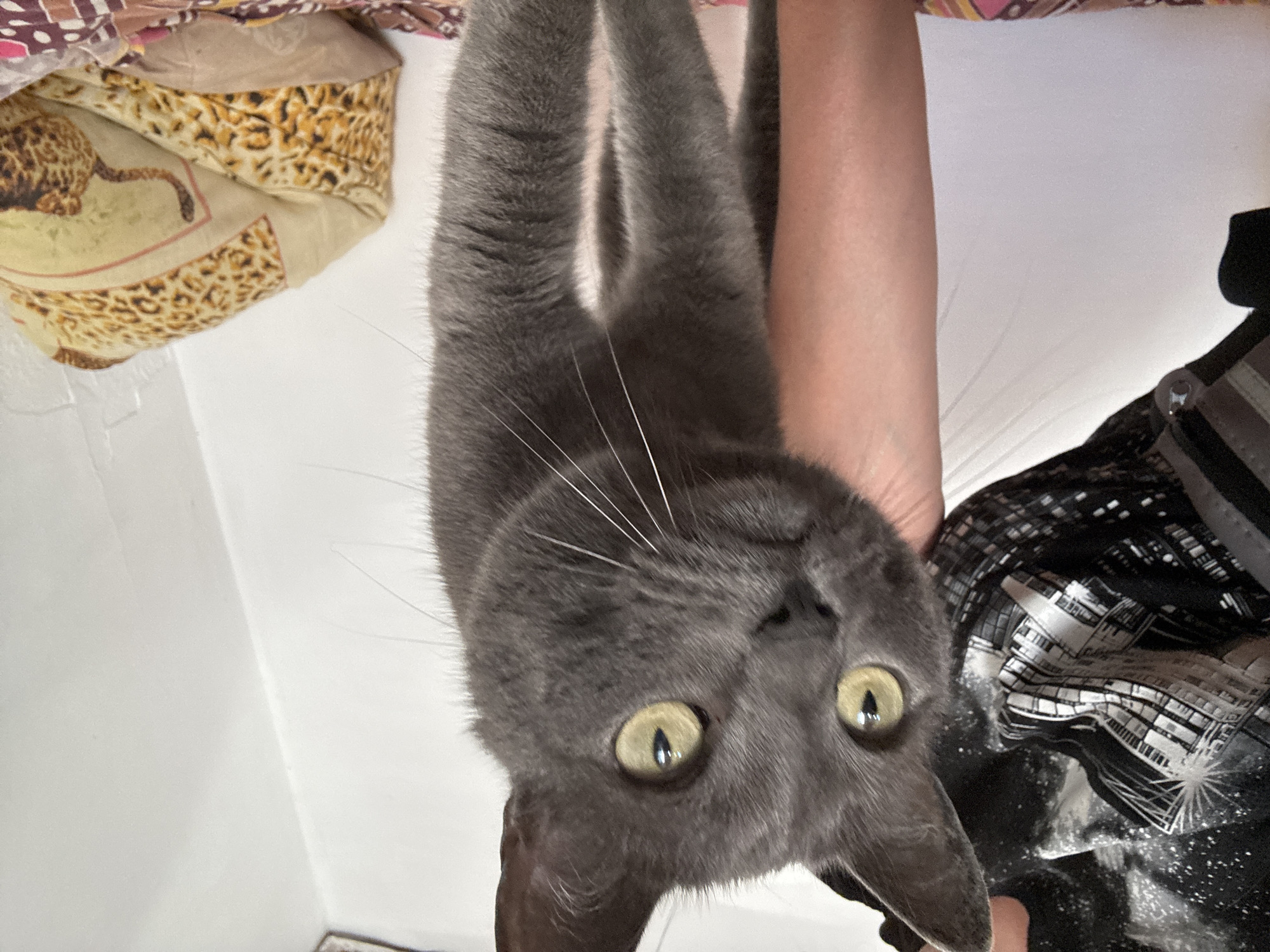 A gray cat with yellow eyes stands on its hind legs, supported by a person. The cat's face is close to the camera, with its head tilted slightly. The person is wearing a black shirt with a white graphic pattern. In the background, a wall and a pillow with a leopard print are visible. The scene is indoors, possibly in a residential setting. The location of Starokhalilovo, Russia is not discernable from the image itself.