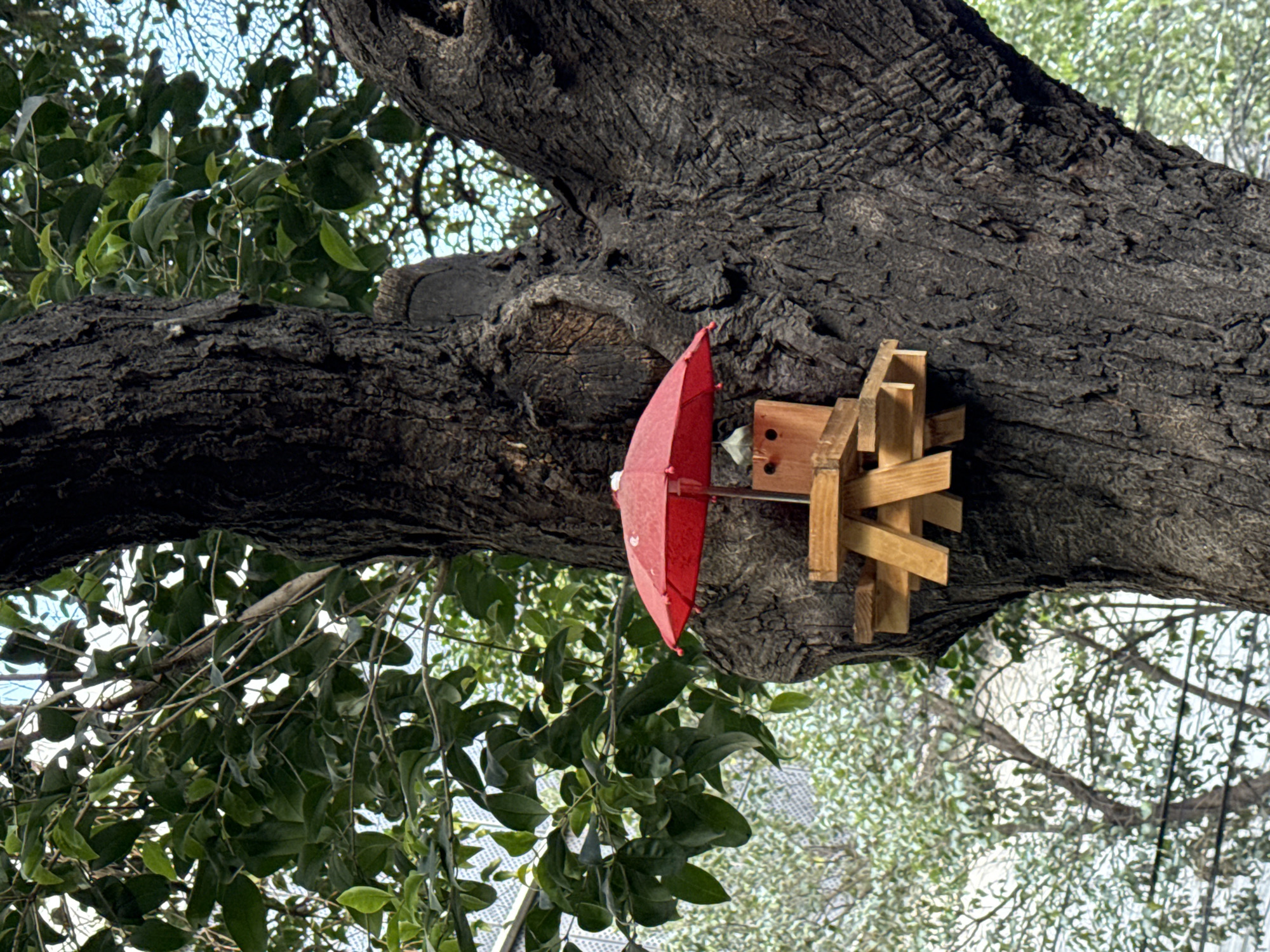The image shows a tree branch in Mexico City, Mexico, with a red umbrella and wooden structure attached to it. The tree is large and mature, with rough, dark bark. The red umbrella is positioned as if to provide shelter to the wooden structure. The wooden structure is made of several small planks arranged in a geometric pattern. The surrounding environment includes green foliage and glimpses of urban buildings, indicating an outdoor location within the city.