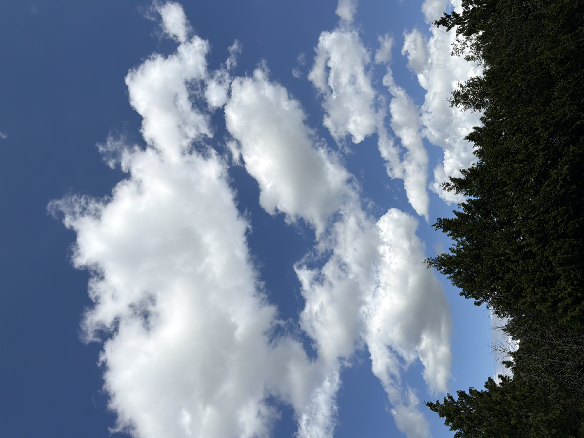 The image depicts a daytime sky with scattered white clouds against a blue background. The upper right corner of the image is partially obscured by the dark green foliage of trees. The scene appears to be a natural setting with no indication of urban structures or human activity to suggest the location in Esch-sur-Alzette, Luxembourg, specifically. No people, actions, or interactions are visible in the image.