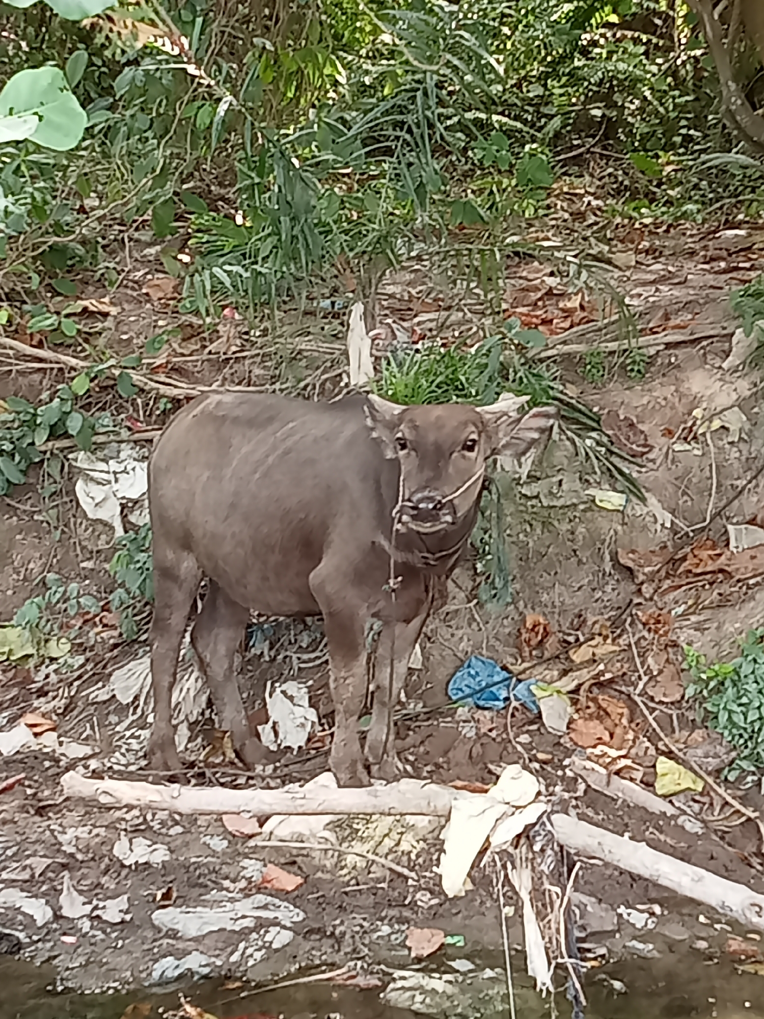 In Teluk Kenidai, Indonesia, a young water buffalo stands on a muddy bank littered with debris. The buffalo, with a rope halter around its nose, faces the camera. The background consists of dense green foliage and a slope covered in dirt and fallen leaves. The ground near the buffalo is strewn with various pieces of plastic trash, including blue, white, and yellow bags, as well as branches and other natural debris. The water buffalo appears to be unattended.
