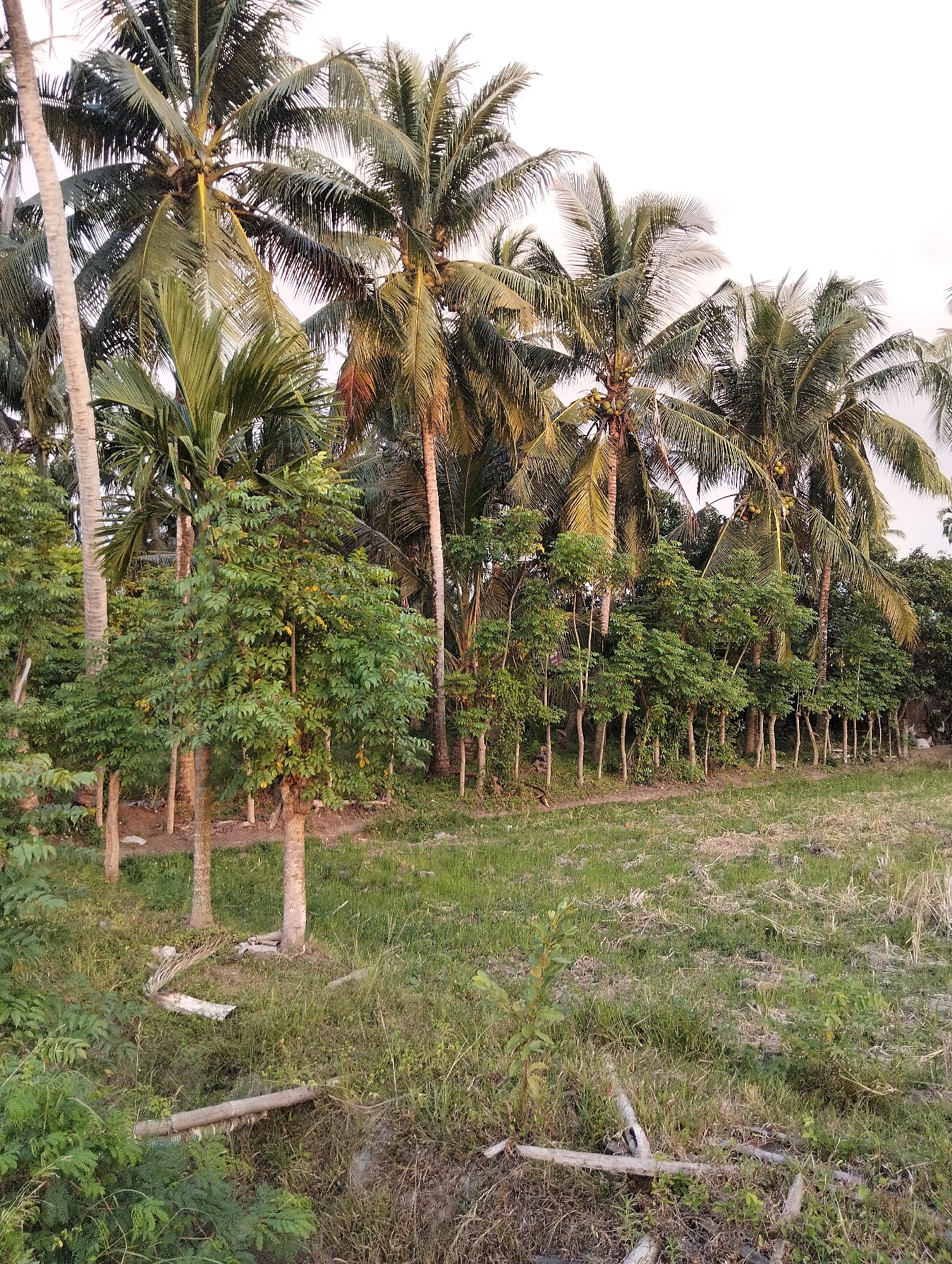 The image depicts a scene in the city of Pulorungkom, Indonesia, characterized by lush vegetation. A prominent feature is a line of tall coconut trees dominating the background, their fronds creating a dense canopy against a pale sky. In the mid-ground, a row of smaller, leafy trees stands in front of the coconut trees, creating a layered effect. These trees have slender trunks and dense foliage. The foreground consists of a grassy area with some dry patches, suggesting a natural or semi-cultivated landscape. Scattered on the ground are fallen branches and debris, including a section of what appears to be a light-colored plastic pipe. The overall impression is one of a tropical environment, possibly a rural or semi-rural area on the outskirts of Pulorungkom, Indonesia, with a clear division between the dense tree line and the open grassy field. There are no people or animals visible in the image.