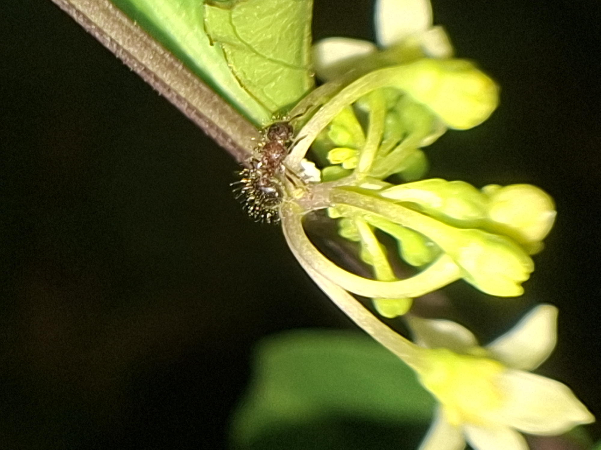 A close-up photograph shows an ant on a plant stem with emerging yellow flowers. The ant is dark brown, and its body appears to be covered in hairs or bristles. The plant stem is thin and lightly textured, supporting the ant and emerging flower buds. Some leaves are visible in the background, adding depth to the image. The flowers are a pale yellow color and appear to be in the early stages of blooming. The background is dark and out of focus, highlighting the ant and plant in the foreground. There is no evidence in the image to suggest the location is Lhokseumawe, Indonesia.