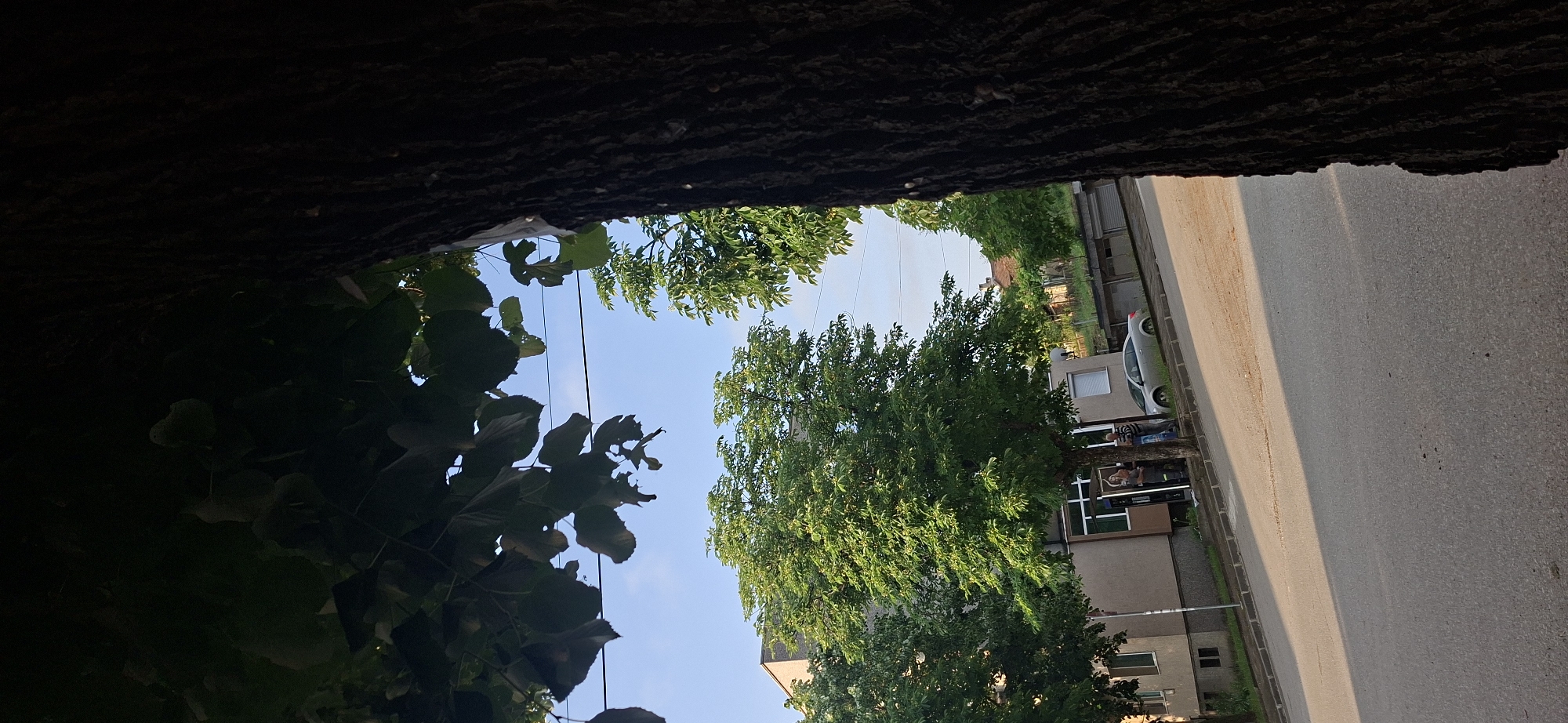The original image is rotated 90 degrees clockwise from its natural orientation. When viewed correctly, it depicts a street scene in Lyaskovets, Bulgaria, captured from a low perspective, looking out from beneath a dense canopy of trees.
The view is framed on the left and right by dark, textured tree trunks and abundant green foliage. In the middle, a bright, clear blue sky dominates, traversed by thin black lines, likely power or communication cables. More lush green trees are visible on both sides below the sky.
On the right side of the frame, a paved road runs horizontally, showing a distinct diagonal line separating a sunlit stretch from a shaded area. This, along with the bright sky and warm tones on the trees, indicates late afternoon or early evening light. A light-colored car is parked along the street. Adjacent to the road, several buildings are visible, including a multi-story structure with prominent window frames. In front of one of these buildings, near a tree, at least two individuals are present: one wearing a striped shirt, and another with lighter hair, possibly engaged in conversation or a casual activity.
The scene conveys the atmosphere of a quiet, tree-lined street in a town on a clear day. No visible text is legible in the image.