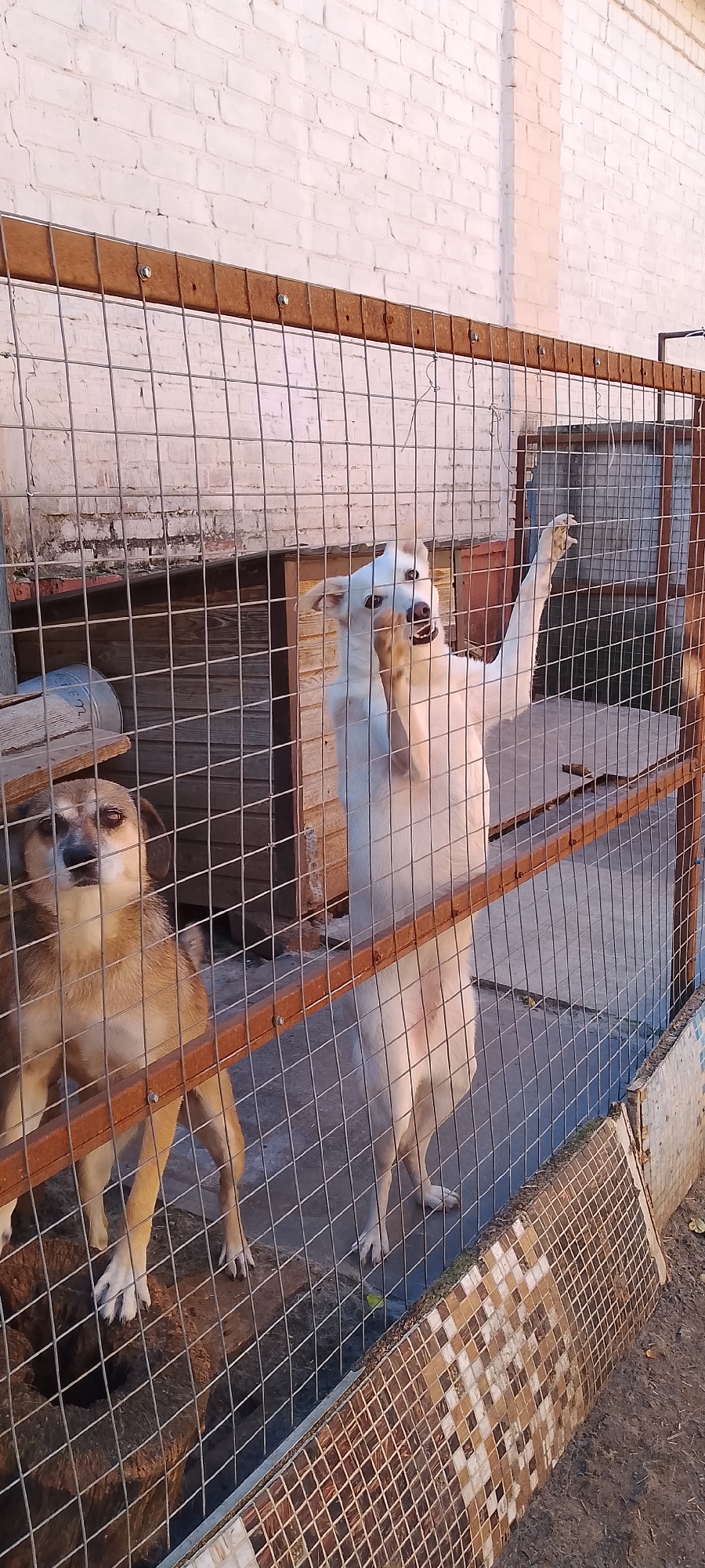 Two dogs are behind a chain-link fence in an outdoor enclosure. The dog on the left is light brown and tan, facing forward. The dog on the right is white and appears to be standing on its hind legs, reaching its front paw up and to the right. Behind the dogs, there is a wooden structure and a white brick wall. The ground inside the enclosure is concrete, and the area outside the fence is dirt with some scattered leaves and a tiled border. The lighting suggests it is either early morning or late afternoon.
