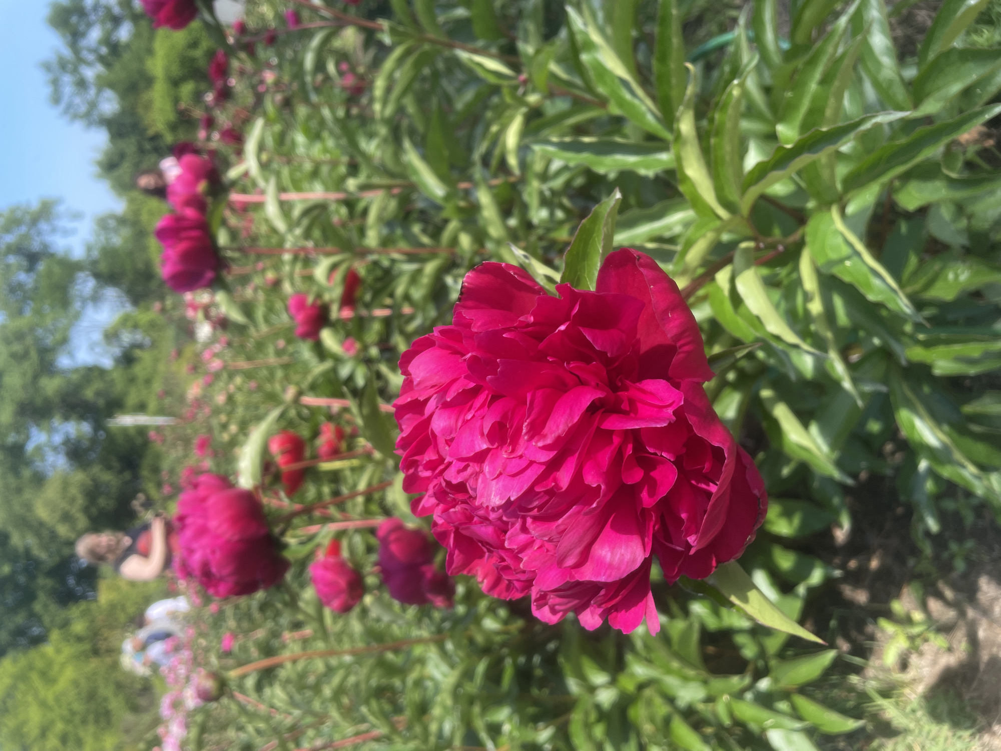 The image depicts a close-up of a vibrant pink peony flower in the foreground, with a blurred background of more peonies and greenery. Several figures, out of focus, are visible in the distance, some appearing to be people walking through the field. The overall scene suggests an outdoor garden or park setting on a sunny day, with a clear blue sky overhead. No specific details point to a location in Vladivostok, Russia.