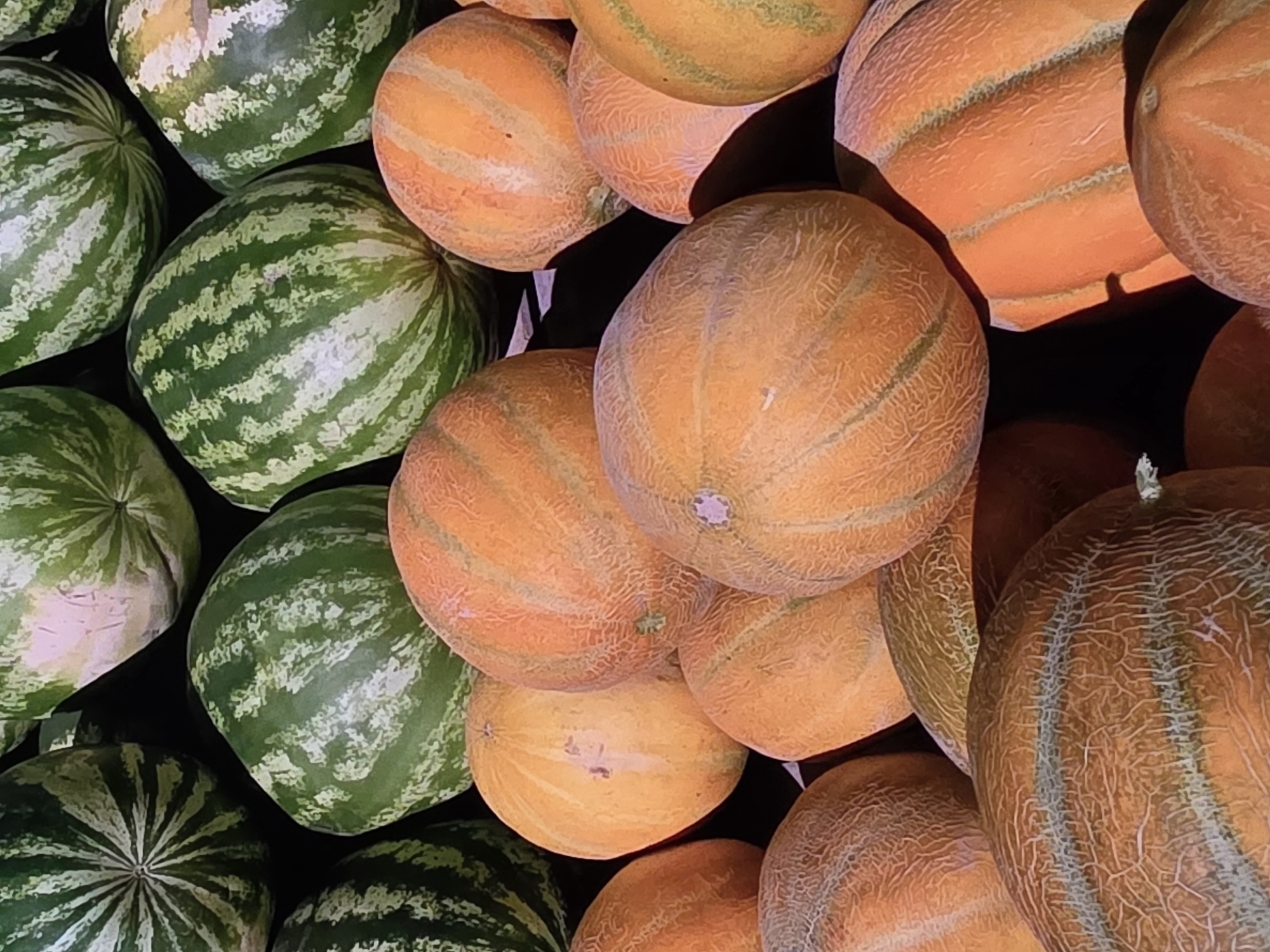 A pile of watermelons and cantaloupes are displayed outdoors in Voluntari, Romania. The fruits are a mix of green striped watermelons and orange-colored cantaloupes, some with netting. The watermelons are larger and rounder, while the cantaloupes are slightly more oval and have a rougher texture. The scene is illuminated by natural sunlight, casting shadows on the fruits. The background is dark and out of focus, emphasizing the fruits as the main subjects.