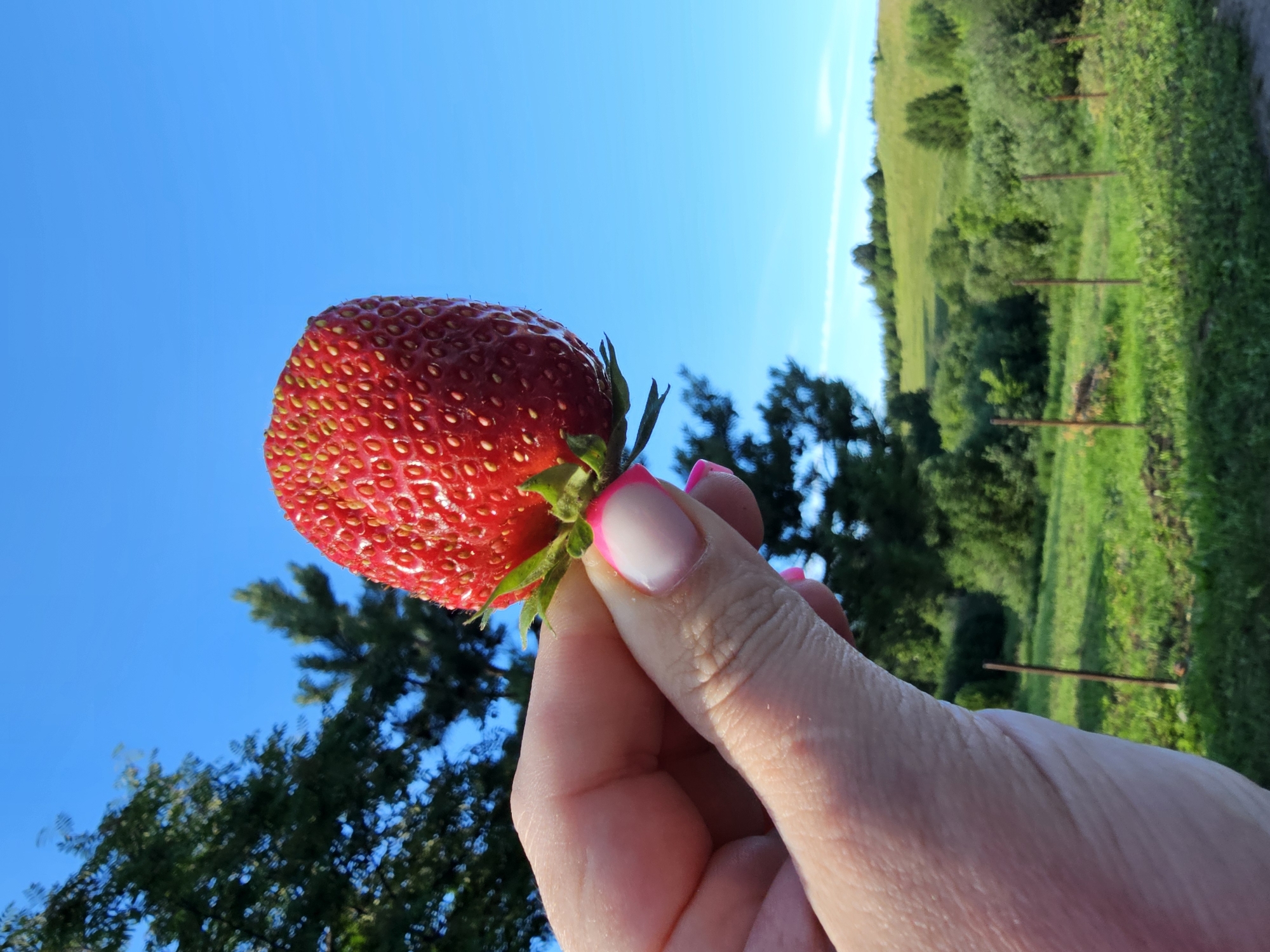 An extreme close-up shot shows a person's hand holding a ripe strawberry against a bright blue sky. The strawberry is red with visible seeds and green leaves at the stem. The hand has manicured nails with a French tip design and bright pink polish. In the background, a lush green landscape is visible, with trees and rolling hills under the clear sky. The setting appears to be a rural area, possibly a field or a garden, in the city of Kalinovka, Russia. The lighting suggests it is daytime.