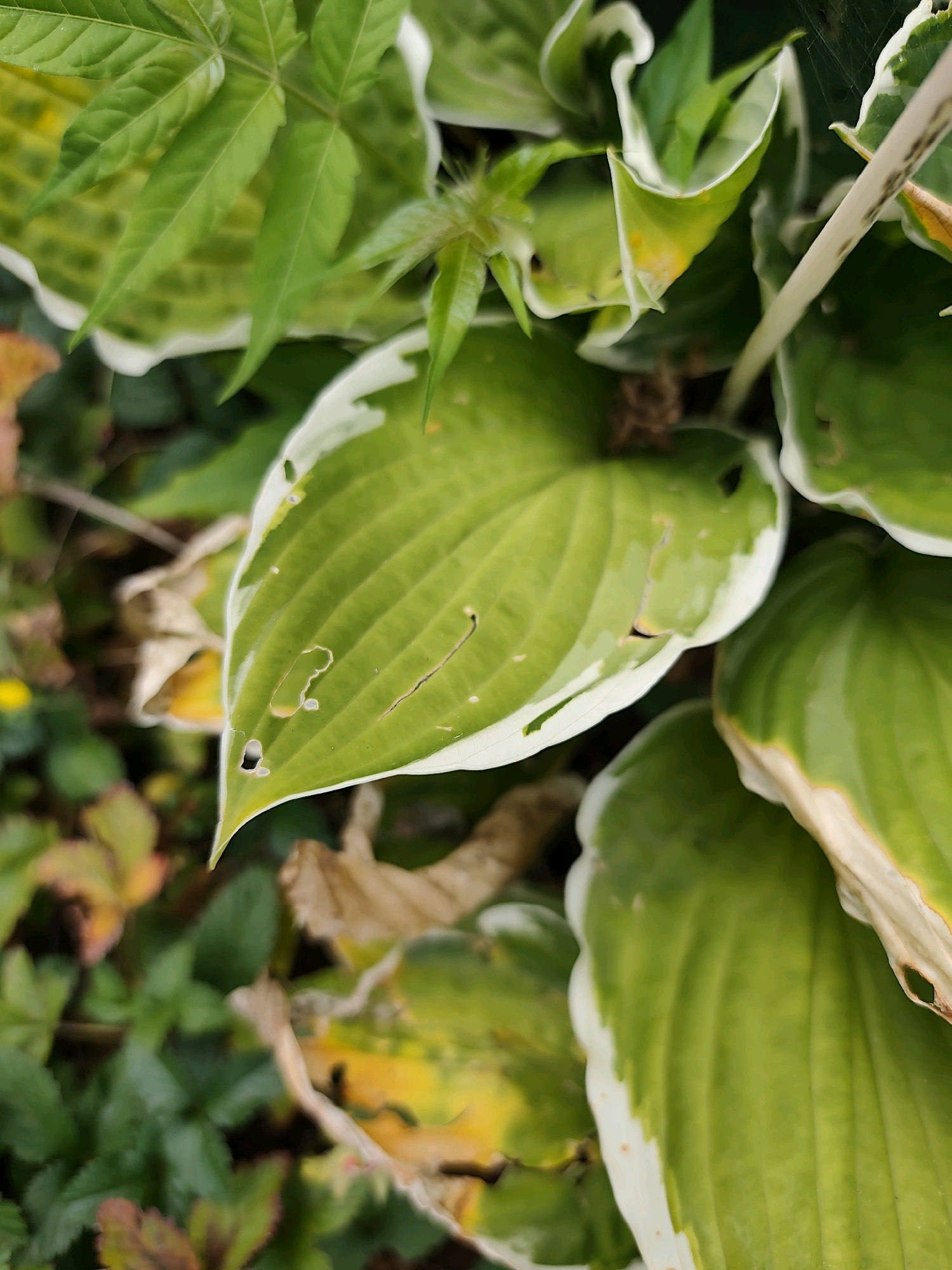 The image is a close-up, high-angle shot of hosta leaves with variegated green and white margins. Some leaves show signs of damage, with holes and brown, dried edges. The background is a blur of green foliage and some brown, dried leaves. The lighting suggests an outdoor setting, possibly a garden or park. There are no people or animals visible in the image. The scene is static and appears to be a detail shot of plant life. The location in Prague, Czechia is not determinable from the image alone.