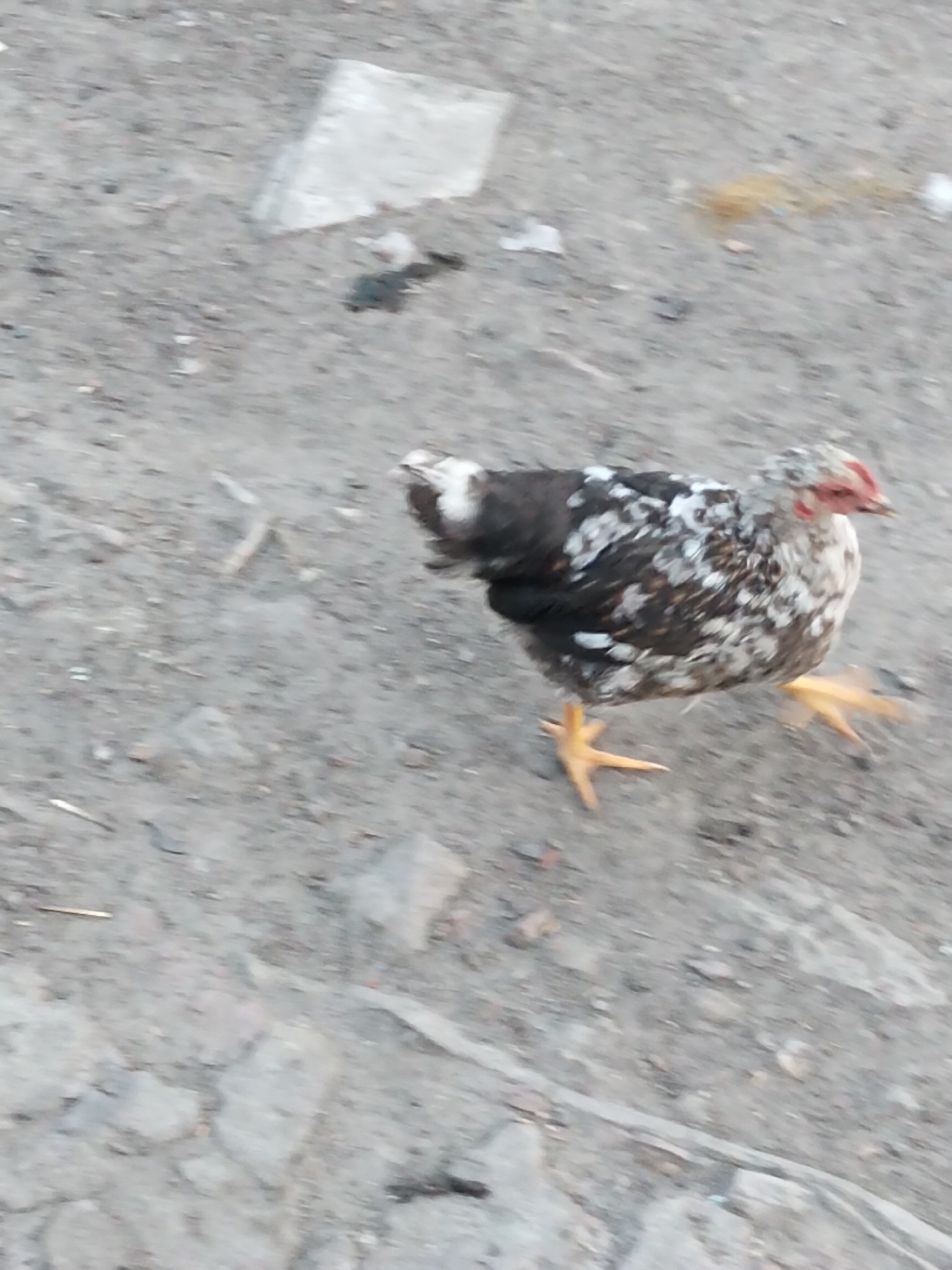 The image depicts a speckled chicken walking on a dusty ground surface, likely in the city of Ustyvytsia, Ukraine. The chicken has dark brown and white plumage, a red comb, and yellow legs. Its feet are splayed as it moves. The ground appears to be composed of dirt and small stones, with some scattered debris such as pieces of white paper and possibly plant matter. The overall scene is outdoors and appears to be an unpaved area.