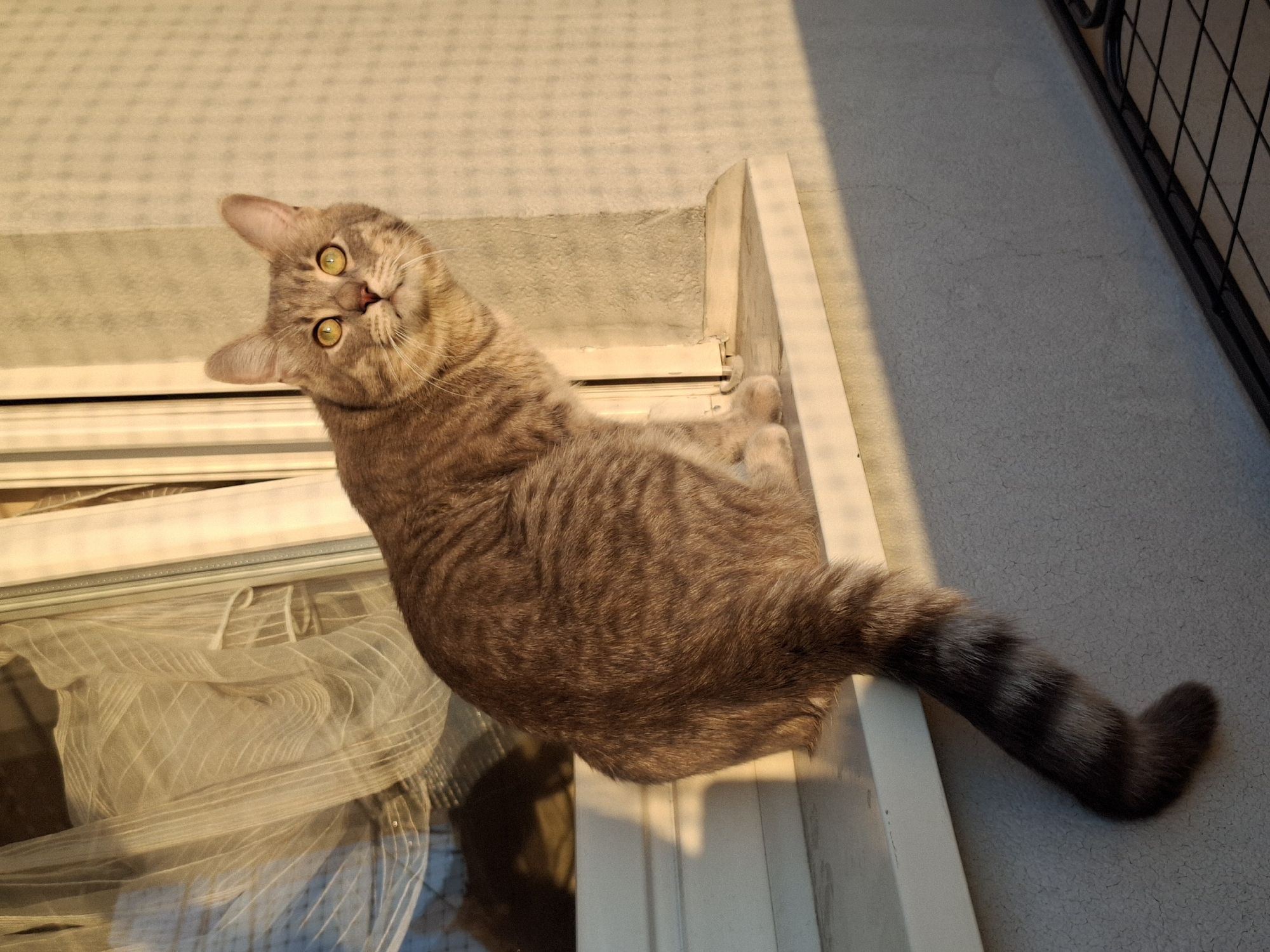 A light-brown tabby cat with yellow eyes lies in a windowsill. The cat is tilting its head to the left and looking directly at the camera. The cat's tail extends from the right side of the windowsill onto a textured surface. The windowsill is adjacent to a glass window covered with sheer white curtains. A section of a metal balcony railing is visible in the upper right. The location is likely Novi Sad, Serbia, based on a hypothetical assumption tied to the context provided in the prompt's instructions. The specific scene is an indoor environment near a window and balcony.