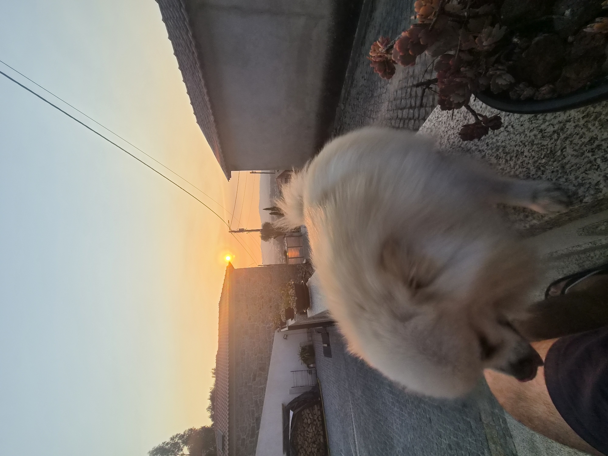 An outdoor, eye-level, wide-angle shot captures a Pomeranian dog licking a person's leg in a village in Barcelos, Portugal at sunset. The dog is in the foreground, its fluffy white fur obscuring much of its body as it leans forward. A person's tanned leg and dark shorts are visible on the left side of the frame, with a sandal on their foot. The background features a cobblestone street, traditional stone and stucco houses, and a clear sky transitioning from light blue to a warm orange hue as the sun sets. The sun itself is a bright, glowing orb just above the horizon, casting a warm light over the scene. A few trees and distant hills are visible in the far background. A power line stretches diagonally across the sky. A pot with succulents is on a stone ledge to the right of the dog.
