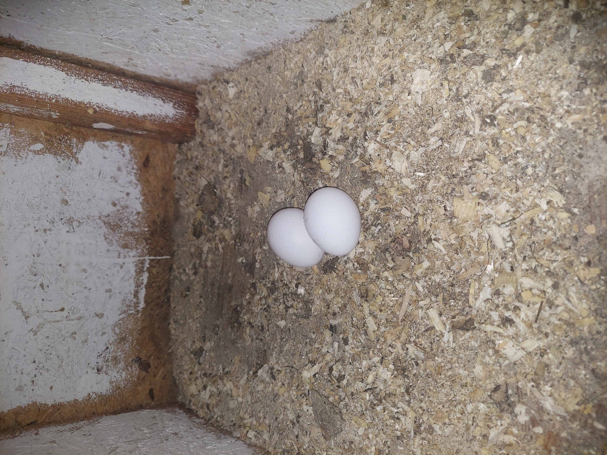 This is a top-down, close-up, eye-level shot of a nest filled with wood shavings. Two white eggs rest in the center of the frame, nestled amongst the shavings. The nest appears to be situated in a corner of a coop or enclosure, with wooden planks visible along the left side of the image. Some of these planks have white paint or coating on them. The overall lighting suggests an indoor setting, potentially during daylight hours, as there are no strong shadows. The environment appears rustic and functional, suitable for housing poultry. No people are visible in the image, nor is there any discernible text. The scene evokes a sense of natural nesting and potential for new life.