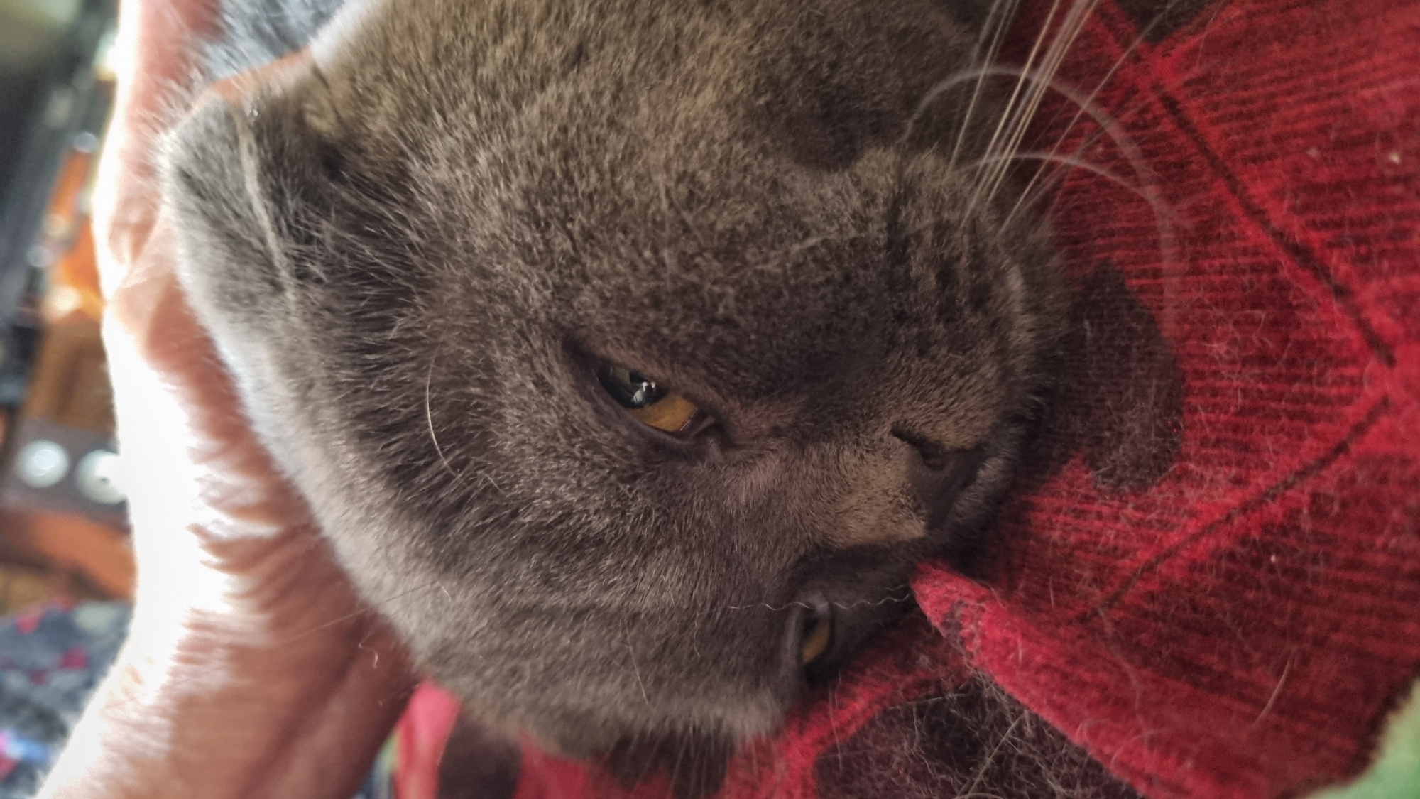 The image is a close-up, high-angle shot of a grey Scottish Fold cat resting on a red and black plaid blanket. The cat's head is tilted, and its eyes are partially closed, suggesting it is sleepy or relaxed. The cat's ears are folded down, characteristic of the breed. A human hand, with visible skin texture and some fine hairs, is gently touching the cat's head from above and to the left. The background is out of focus, but appears to be an indoor setting with some warm-toned objects. There are no specific visual cues within the image to indicate a location in Vysokoe, Russia.