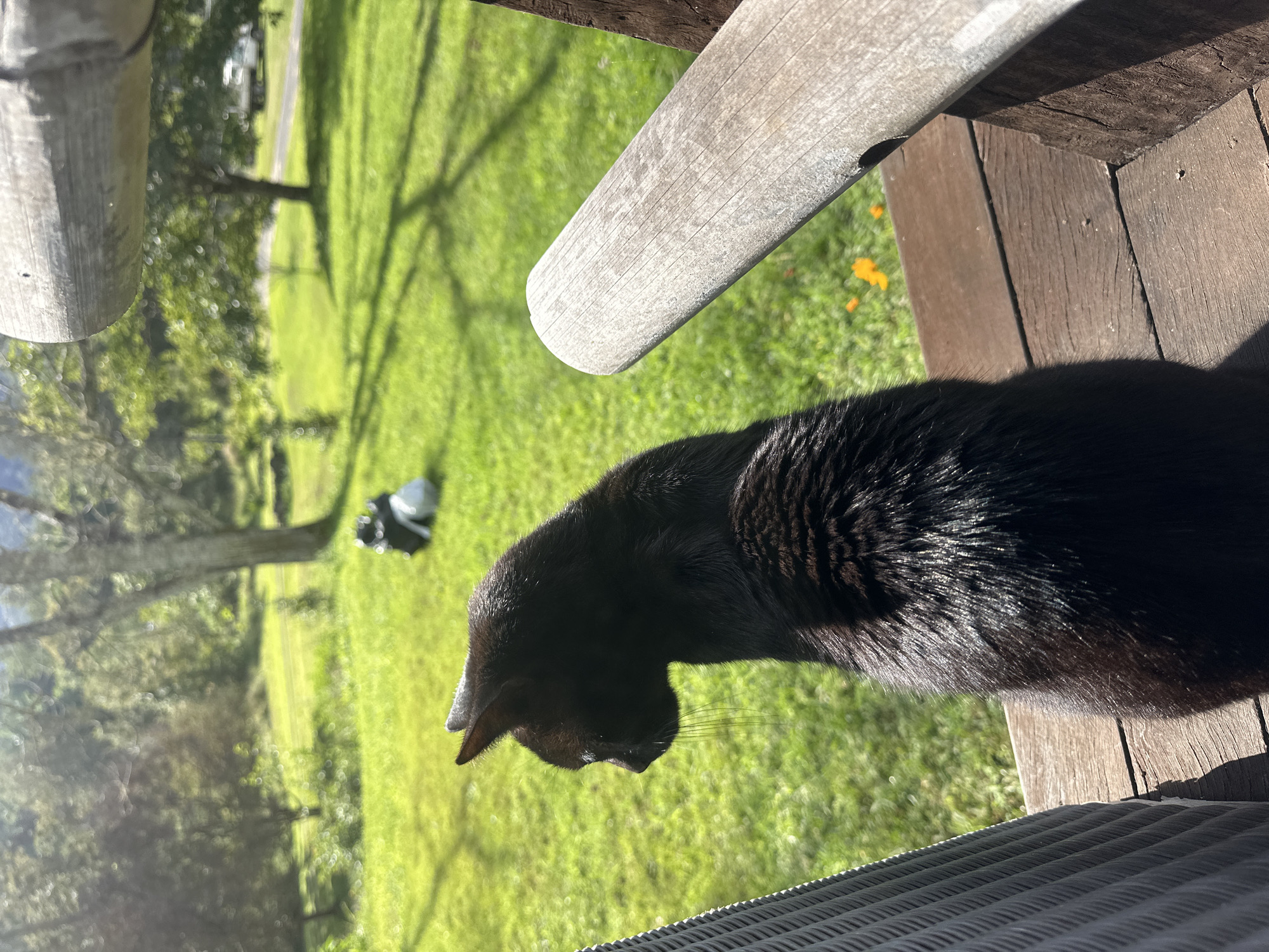 A black cat is sitting on a wooden deck, looking out at a green lawn. In the background, there are trees, a white object, and a white truck. The scene is lit by bright sunlight, casting shadows on the grass. There is no indication of the location being in Thora, Australia.