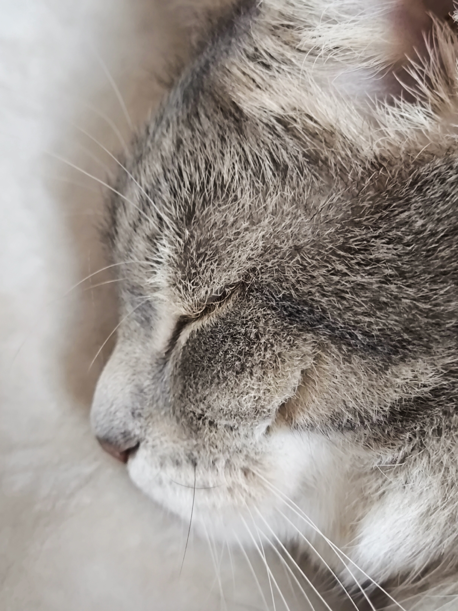 This is a close-up, eye-level, vertical shot of a domestic cat sleeping. The cat's head is angled to the left, with its eyes closed. The fur is a mix of grey and white tabby markings. The cat's whiskers are long and white, fanning out from its muzzle. The background is softly blurred, appearing to be a light-colored, fuzzy surface, possibly a blanket or cushion. The lighting suggests it could be daytime, possibly indoors, given the soft and diffused light. The overall mood is peaceful and serene, capturing a moment of deep sleep for the animal. There is no visible text in the image.