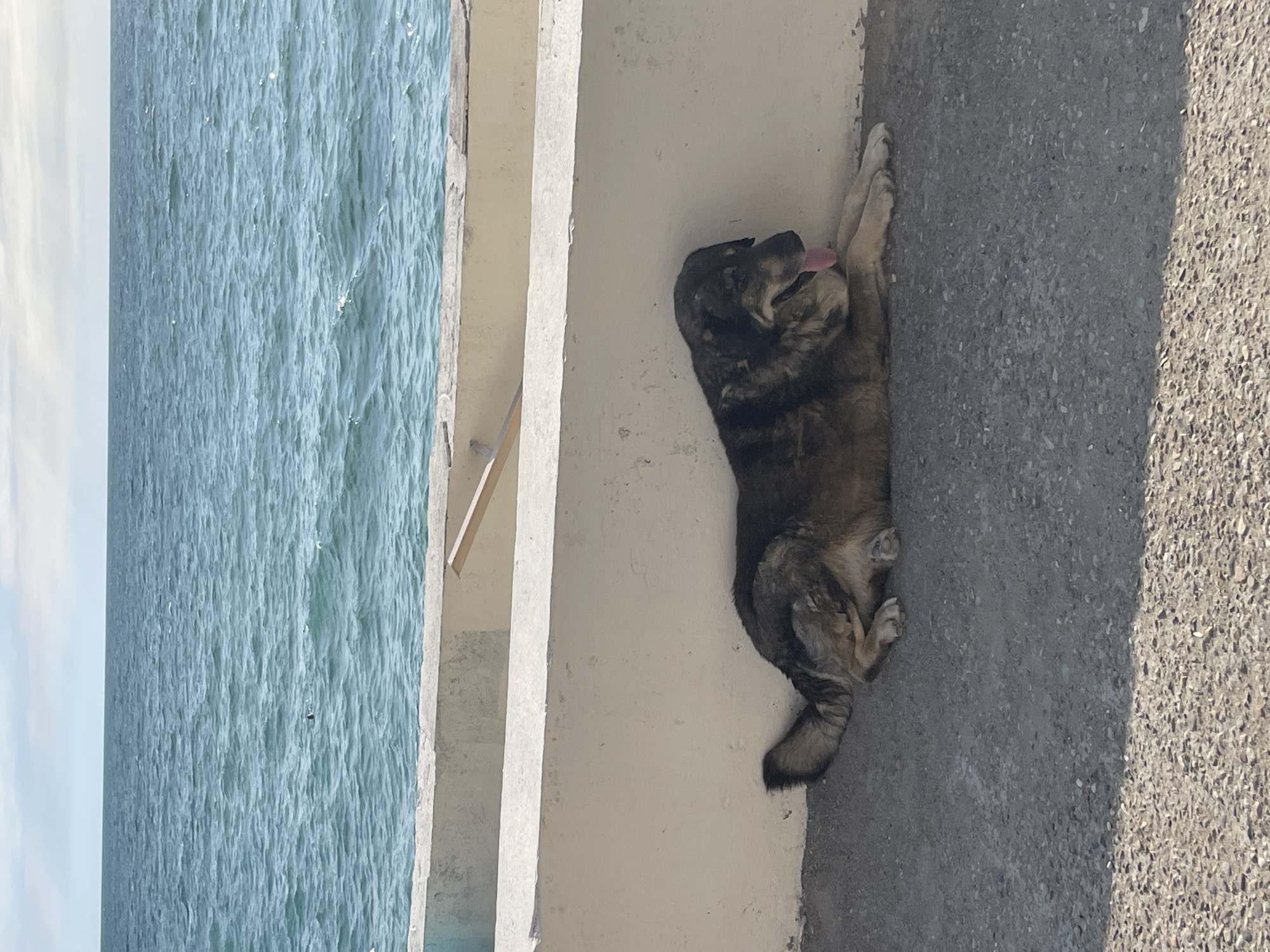 A large, shaggy dog with tan and black fur is lying down on a grey concrete surface. The dog is resting its head on its paws and has its tongue hanging out. It is positioned next to a low, cream-colored concrete wall. Beyond the wall, the blue water of the sea stretches to the horizon under a cloudy sky. A faint shadow from an unseen object falls across the lower portion of the concrete surface. The scene appears to be a coastal area in Gagra, Abkhazia.