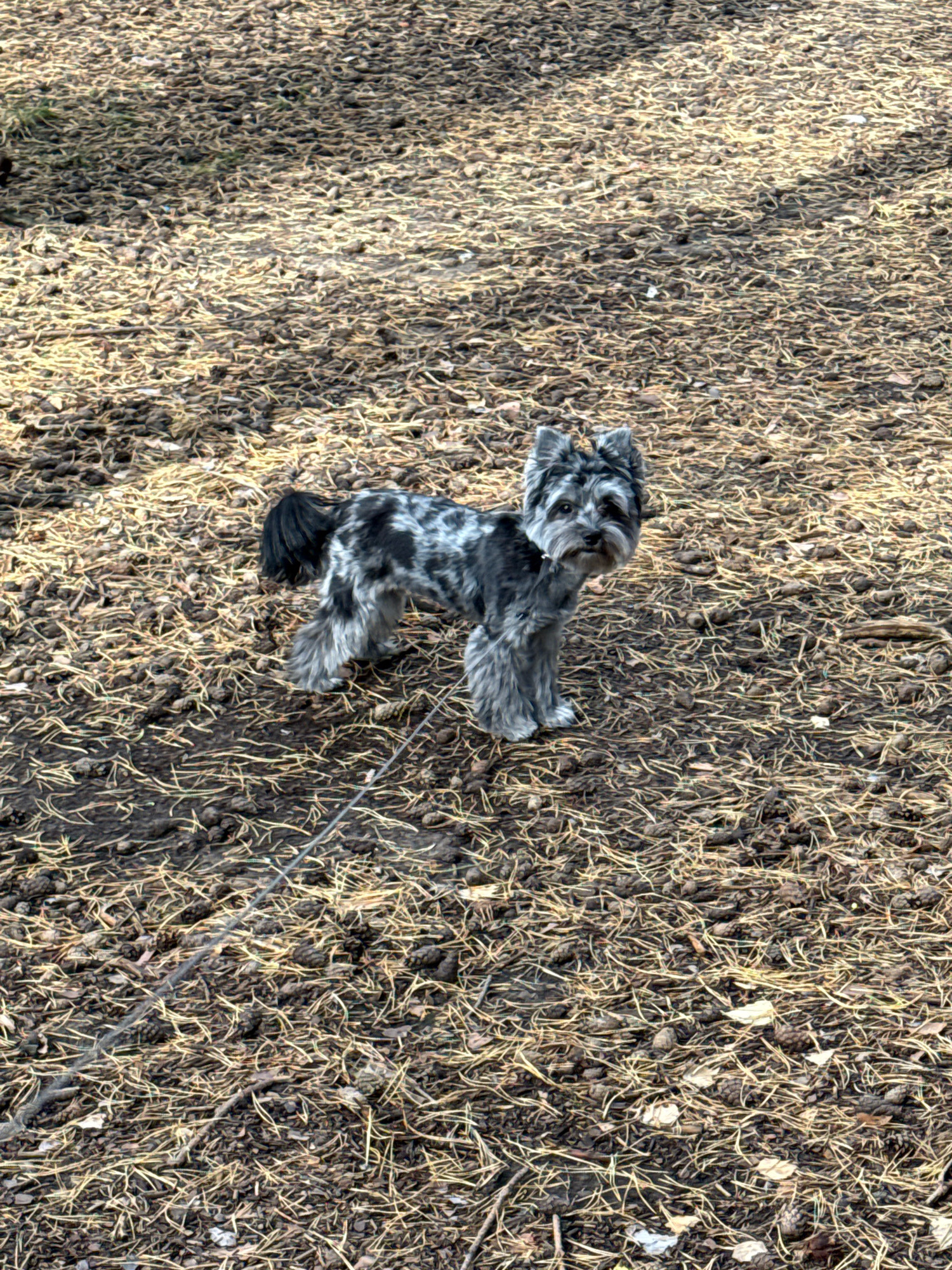 A small, multi-colored dog with gray and black patches stands on a ground covered in pine needles and dirt. The dog is on a leash, which is visible across the lower portion of the image. The dog is facing the camera with its head turned slightly to its right. The background is a blurred expanse of similar ground cover, with dappled sunlight creating shadows. There are no discernible landmarks or structures that would indicate a specific location within the city of Chaikovsky, Russia.