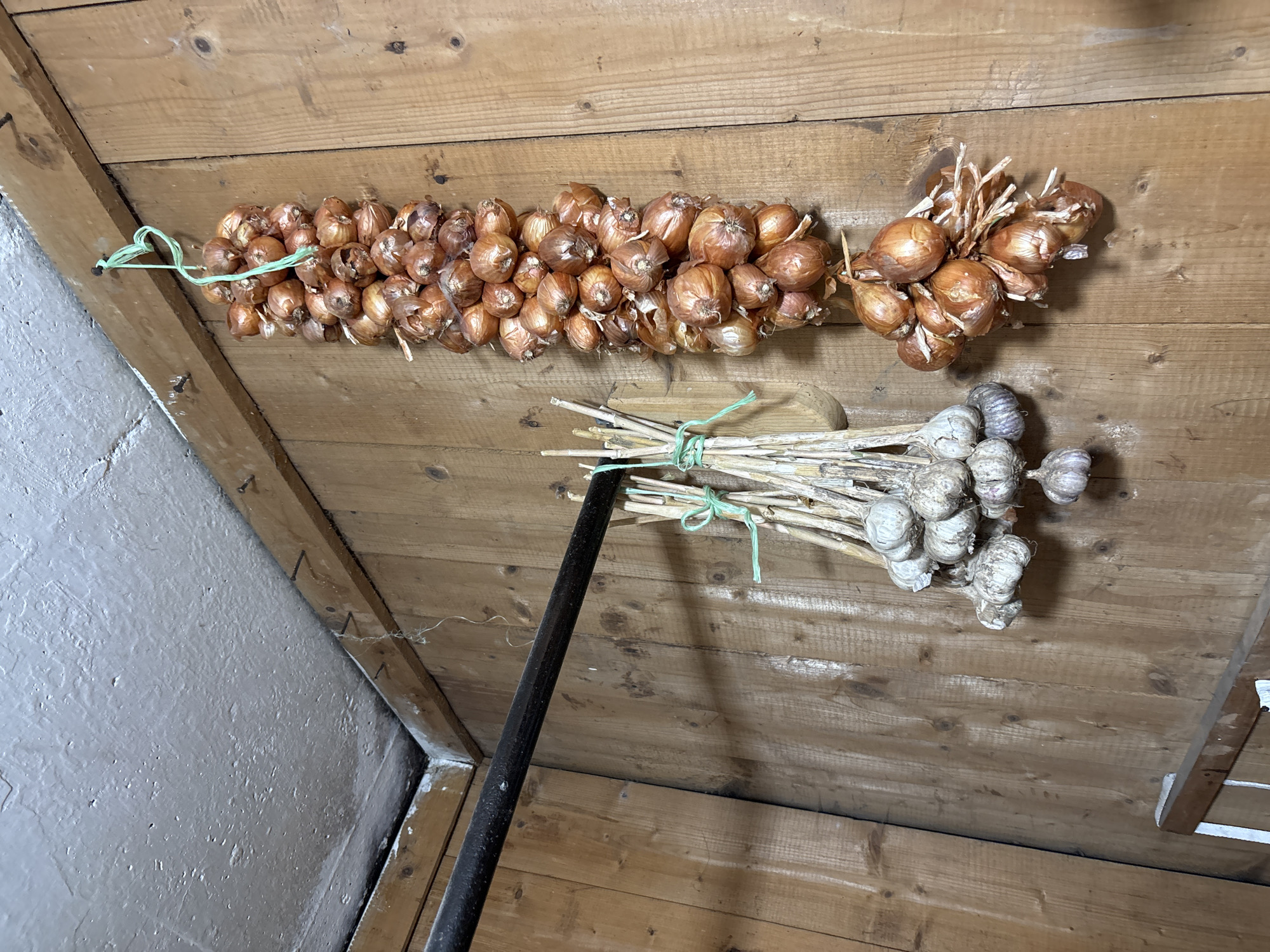 In the interior of a wooden room, likely a pantry or shed in the city of Ilpanur, Russia, two bunches of produce are hanging from a metal rod attached to the wall. On the right, a long string of shallots hangs vertically, approximately 3 feet in length. The shallots are small, round, and reddish-brown, bound together by green twine. Below this string, a smaller bunch of shallots is also suspended. To the left, a bunch of garlic bulbs, appearing dry and papery, is tied with green twine and hangs slightly lower than the shallots. The walls are constructed of vertical wooden planks, and the ceiling is a textured, off-white surface. A dark metal rod runs horizontally across the upper portion of the image, serving as a support for the hanging produce. The lighting is dim, casting shadows on the wooden surfaces.