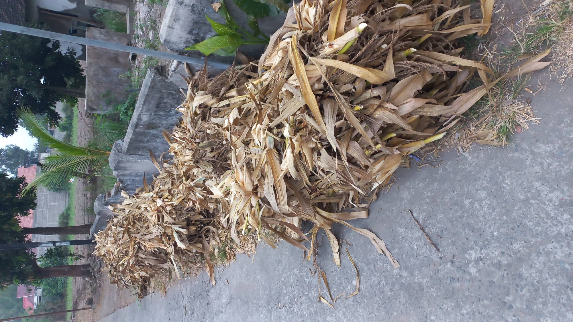A pile of dried corn stalks and leaves lies on the side of a paved road in the city of Pare, Indonesia. The stalks are dry and brown, indicating they are agricultural waste. The road appears to be a rural or suburban street, with a concrete wall bordering the area where the corn stalks are piled. Beyond the wall, there is vegetation and some buildings in the background. The image is taken from a slightly elevated angle, looking down at the pile of corn stalks. The scene suggests a typical agricultural setting where corn is grown and harvested.